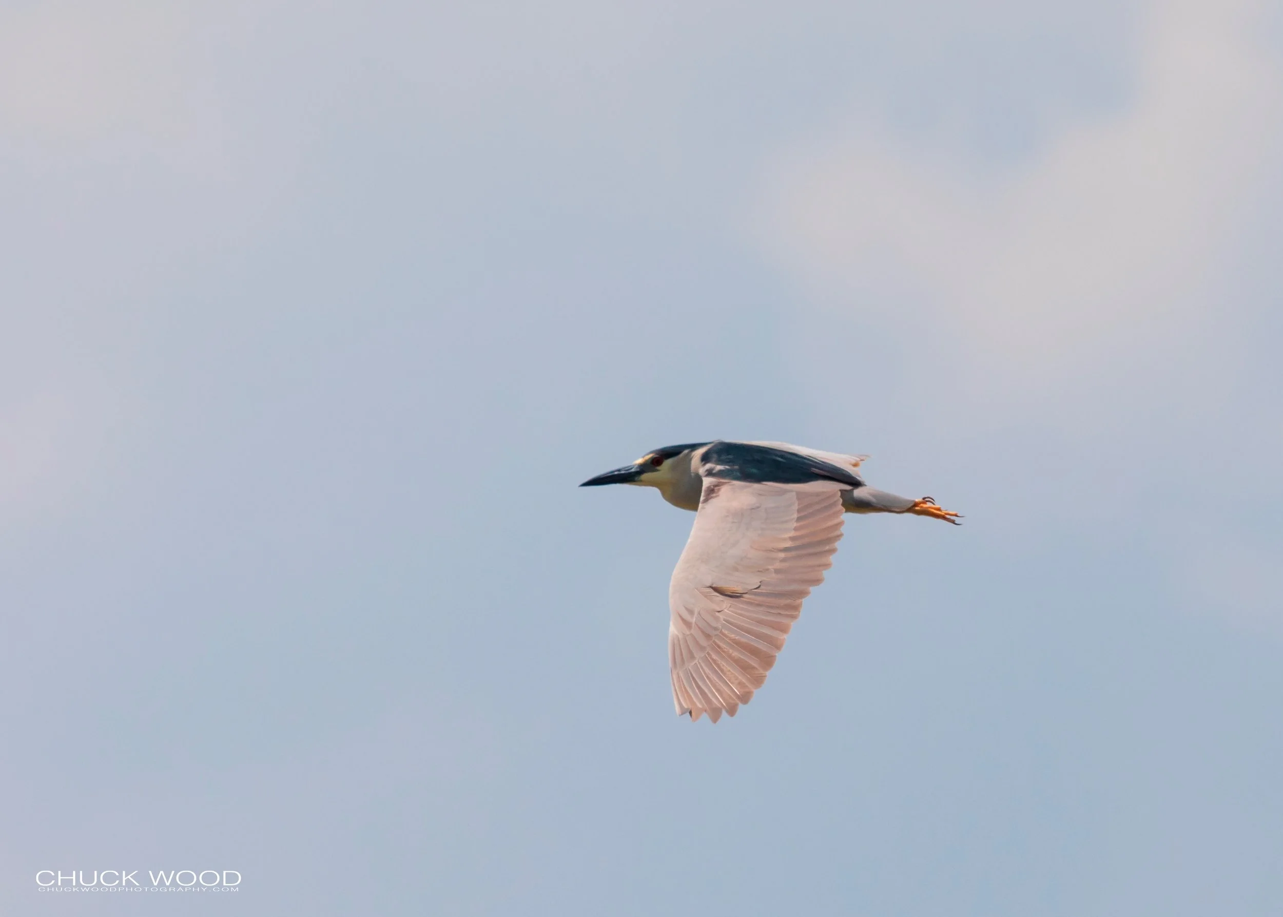  Pea Island, NC 2019 