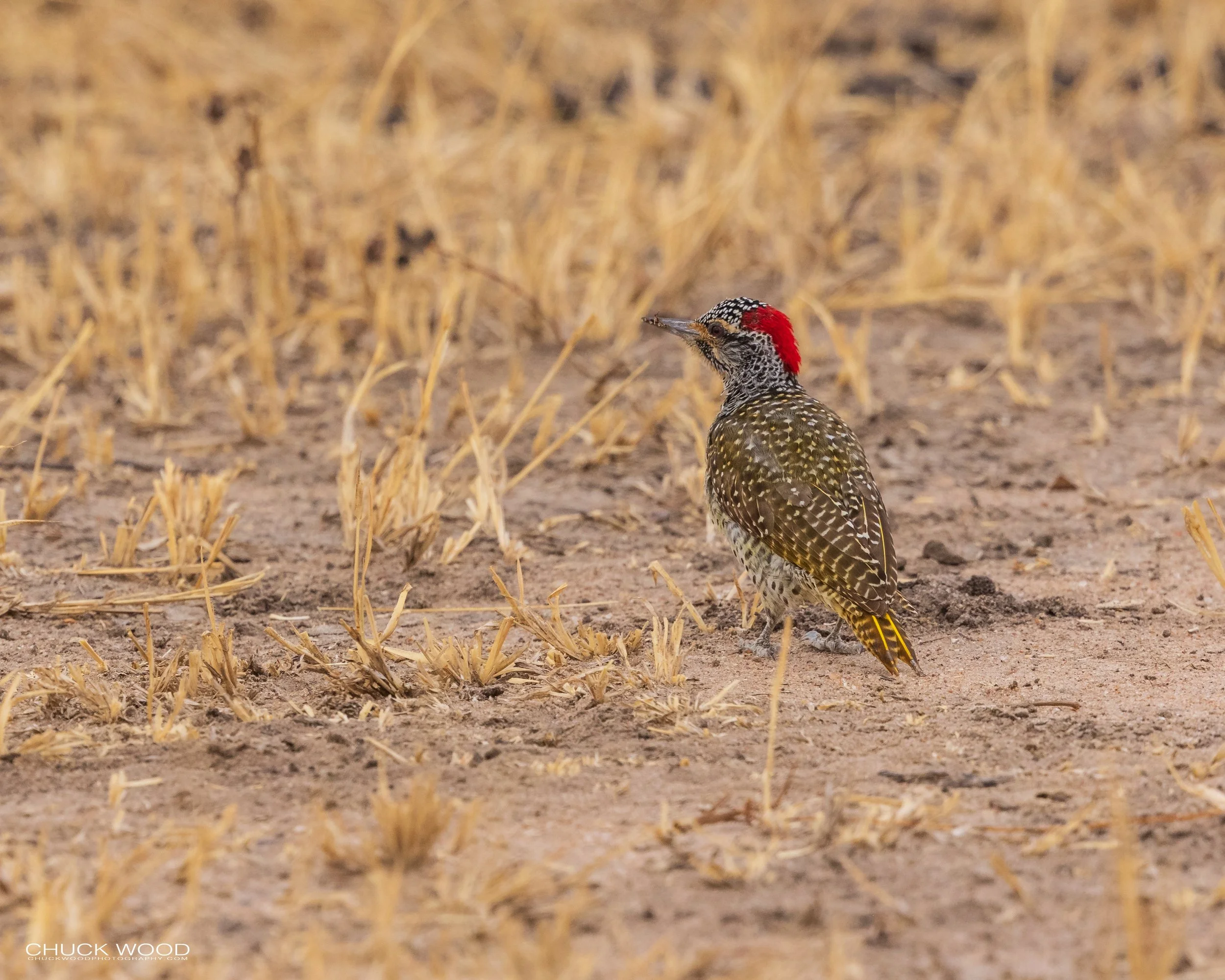  Tarangire, Tanzania 2021 