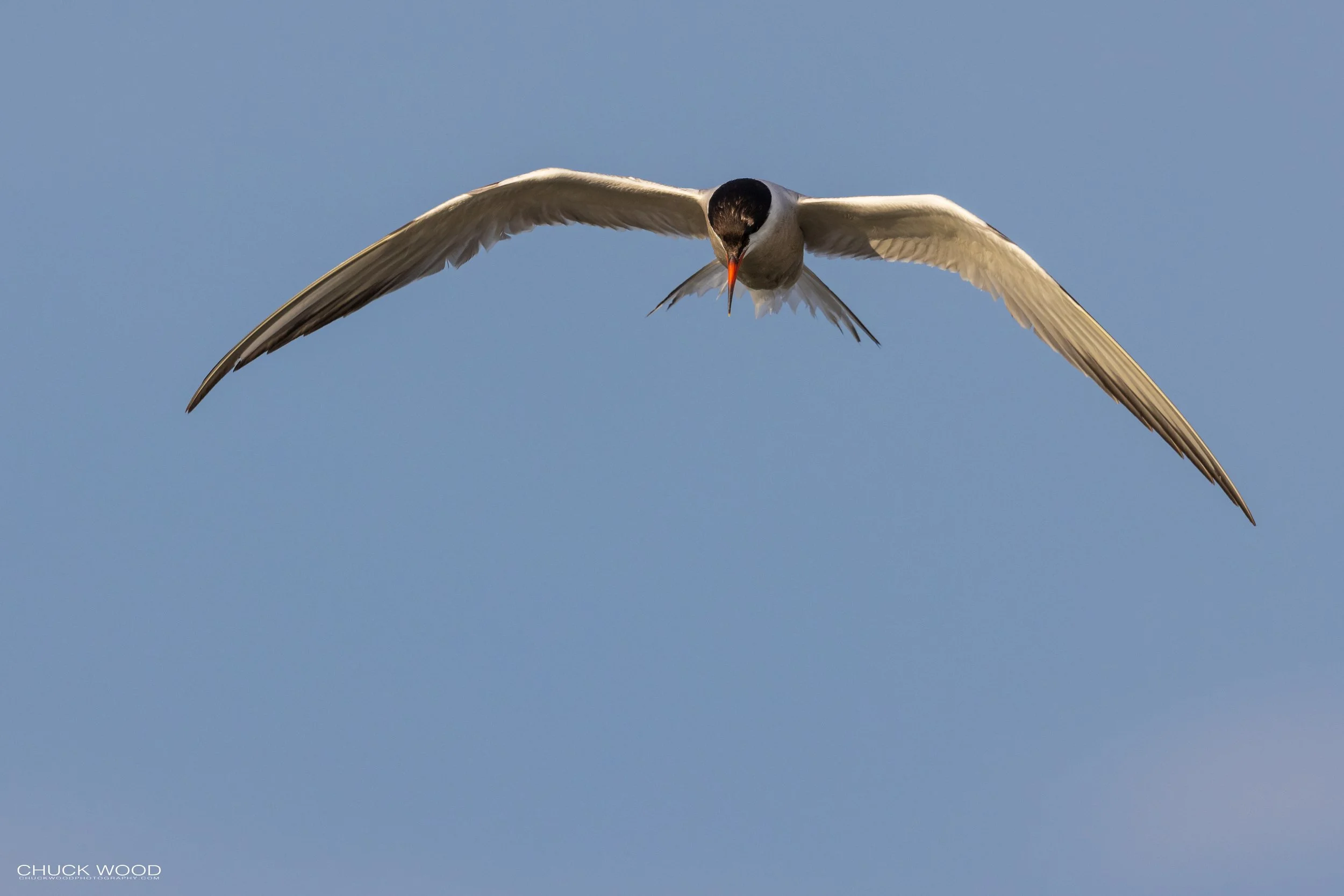  Forsythe NWR, NJ 2021 
