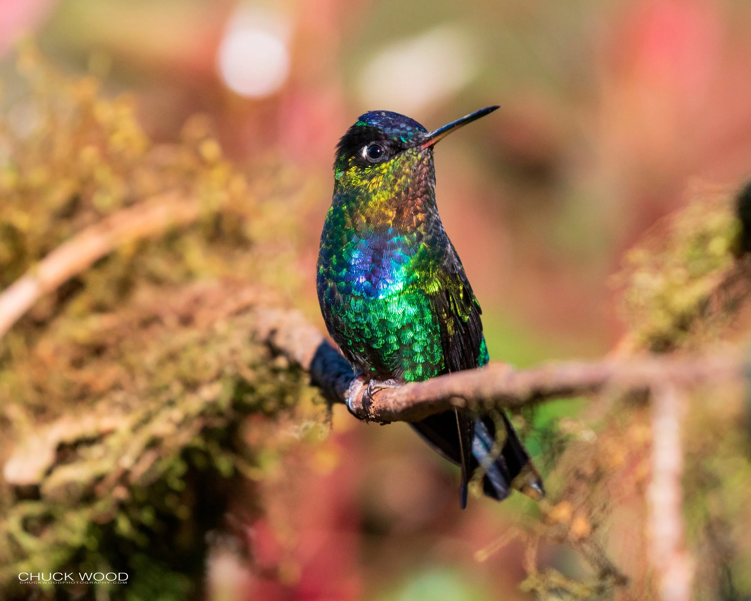  Bosque Del Tolomunco, Costa Rica 2020 