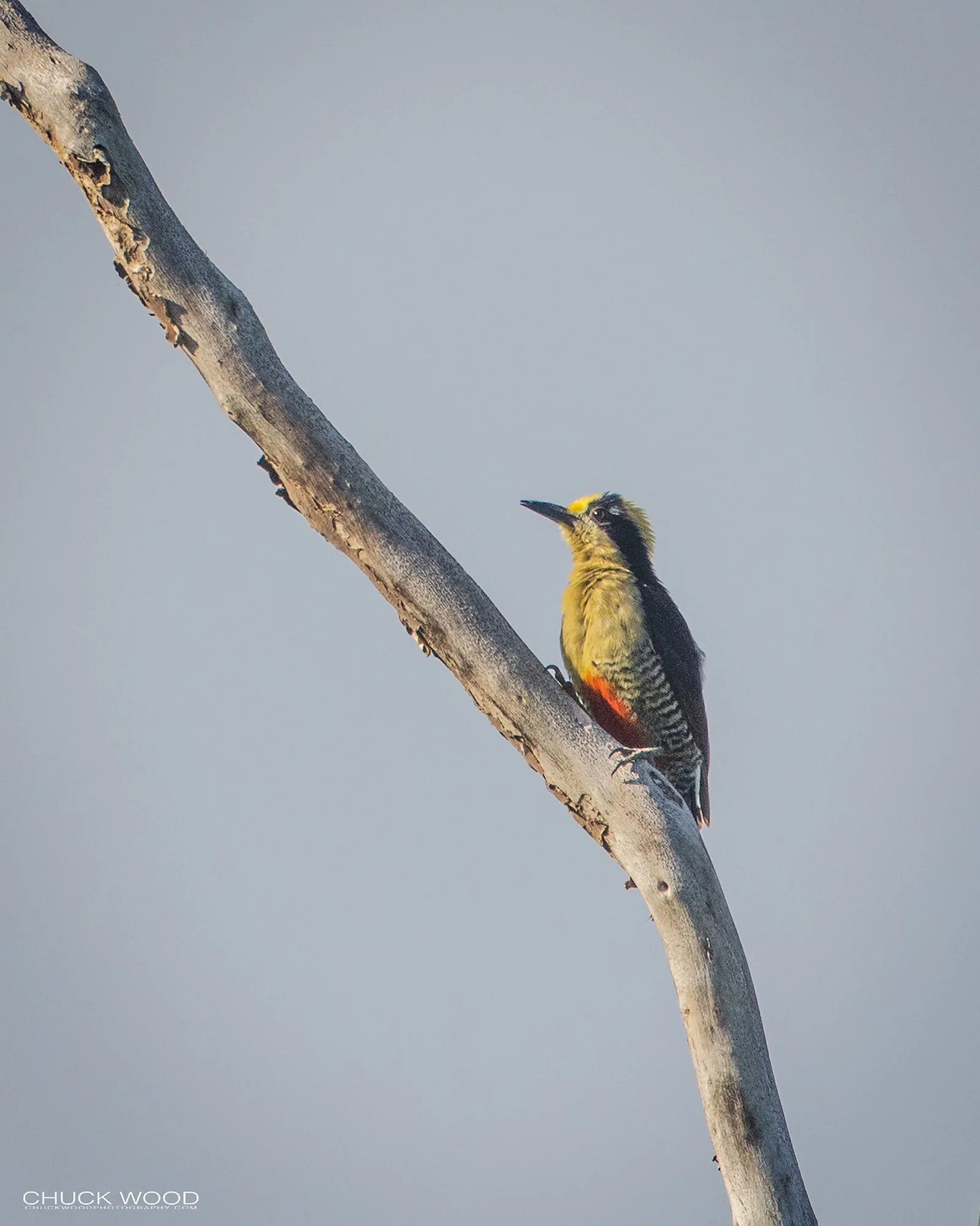  Osa Peninsula, Costa Rica 2022 