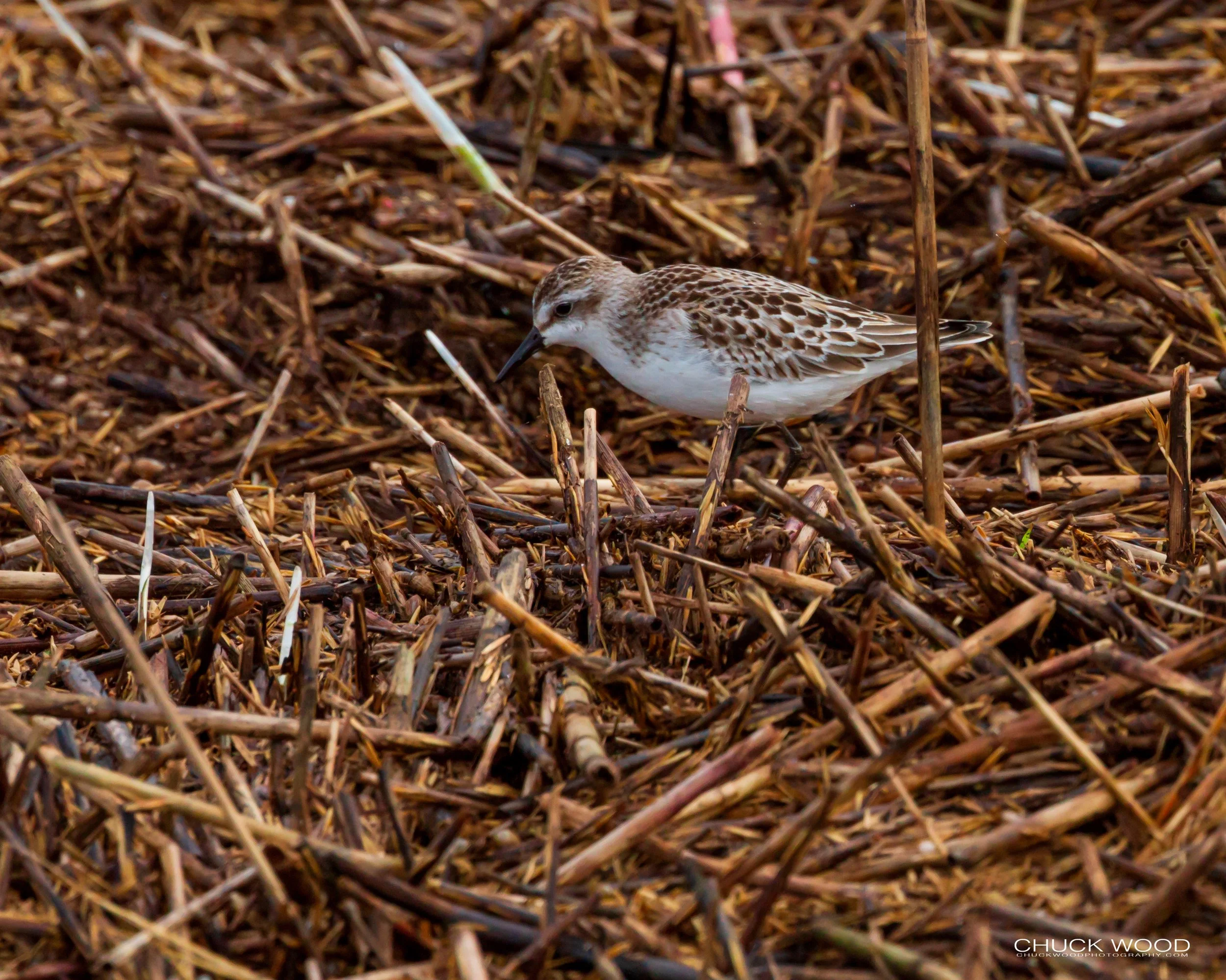  Forsythe NWR, NJ 2018 