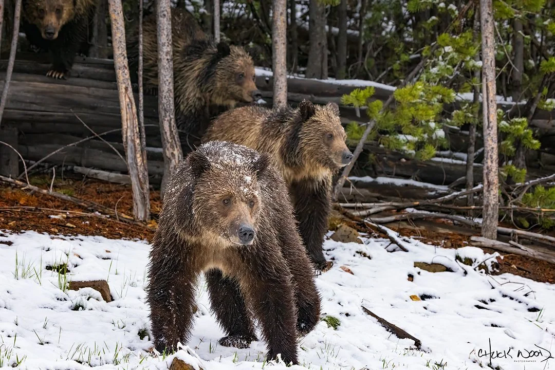 CW00408-Obsidian-Bear-815-1-2025-1080-sig.jpg