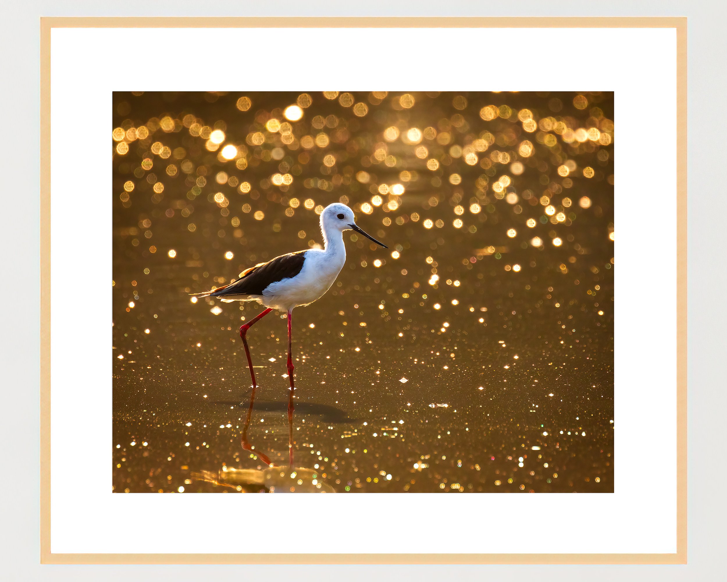 black-winged-stilt-4x5-frame-maple-WB.jpg