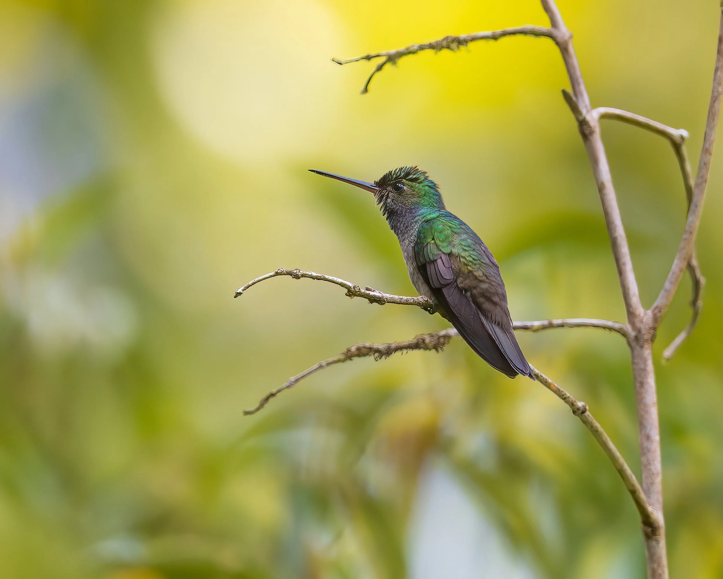  Macaw Lodge, Costa Rica 2023 