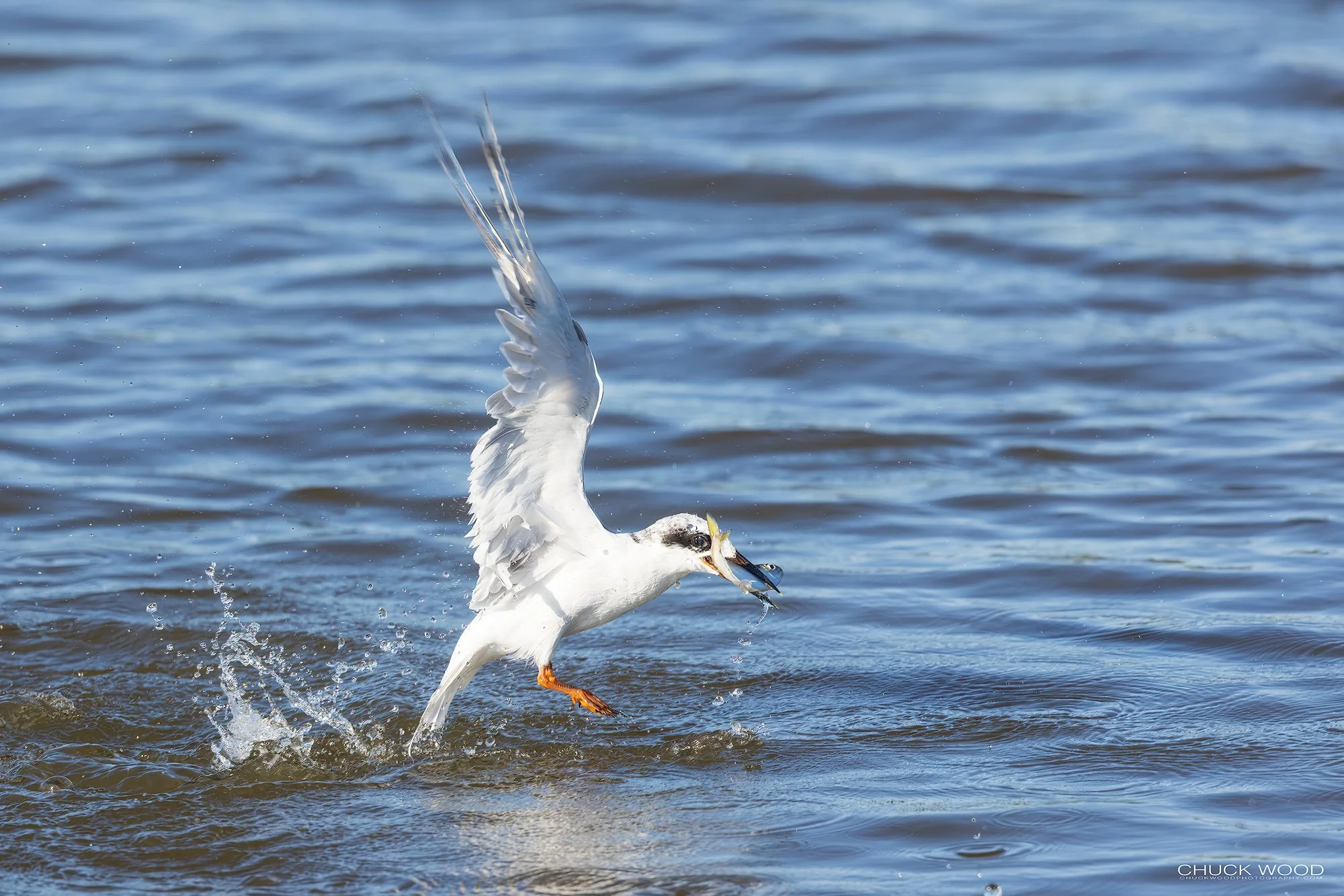  Forsythe NWR, NJ 2021 