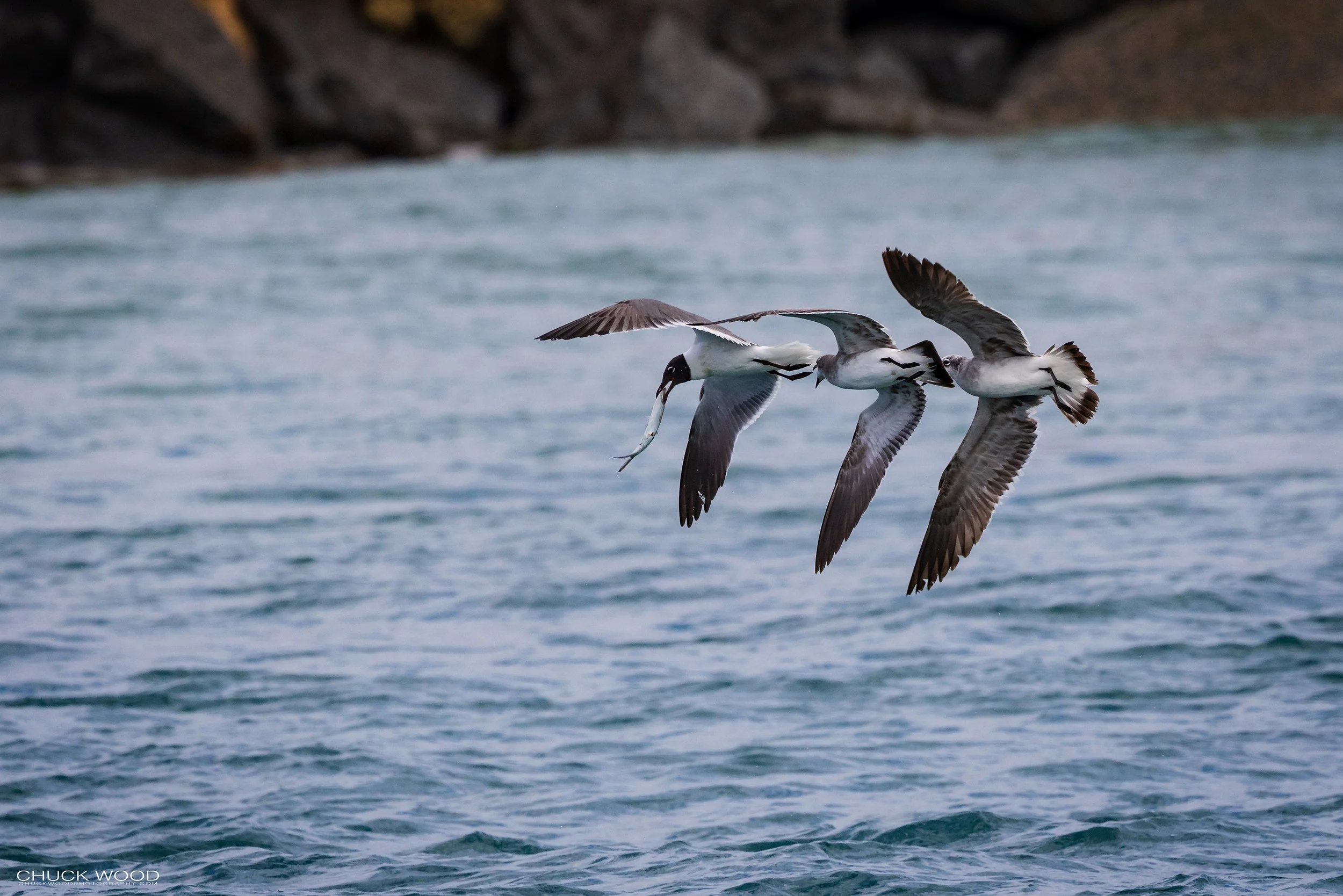  Sebastian Inlet, FL 2022 