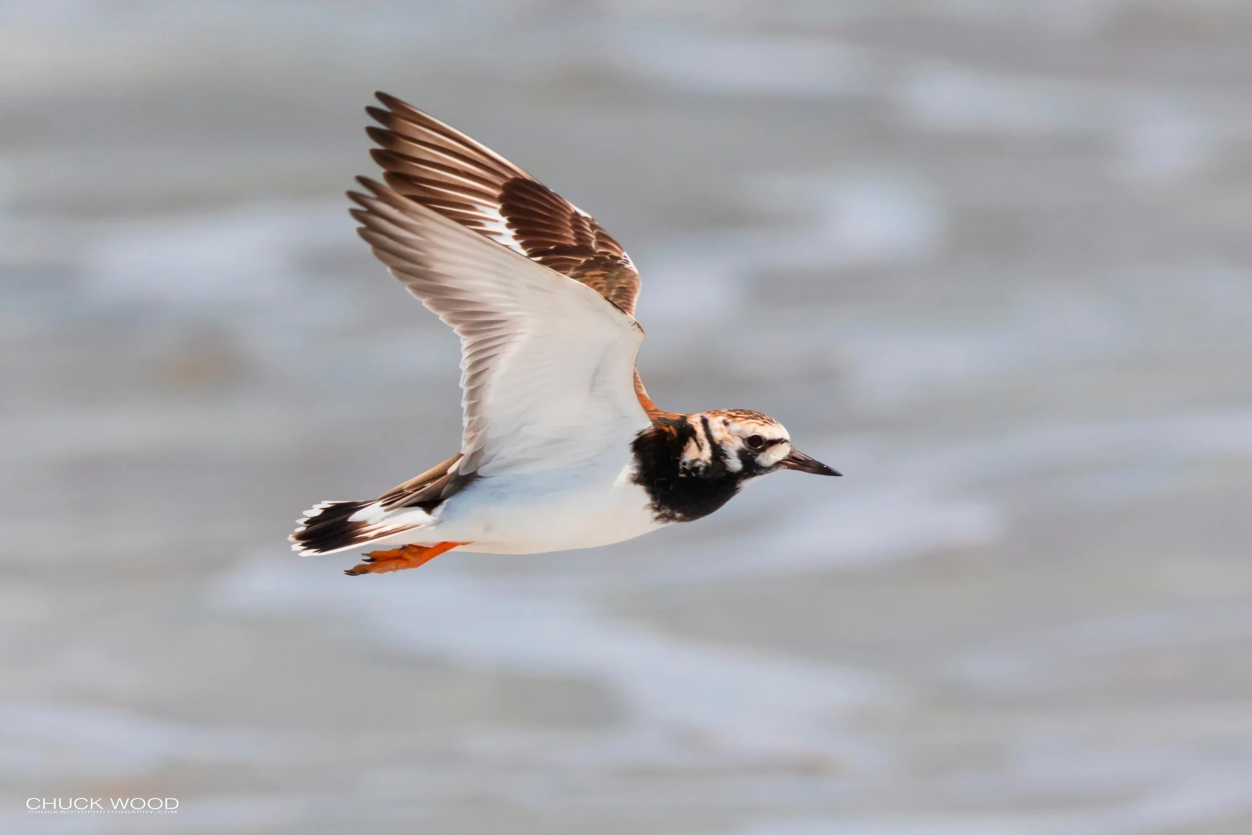  Pea Island NWR, NC 2019 