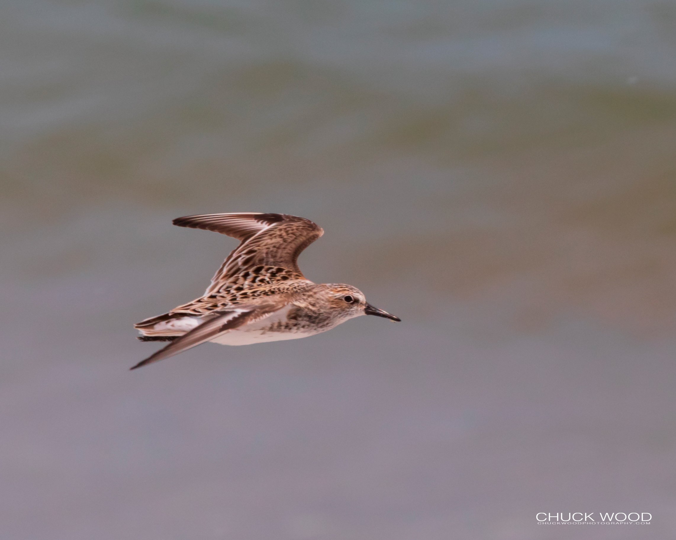  Pea Island NWR, NC 2019 