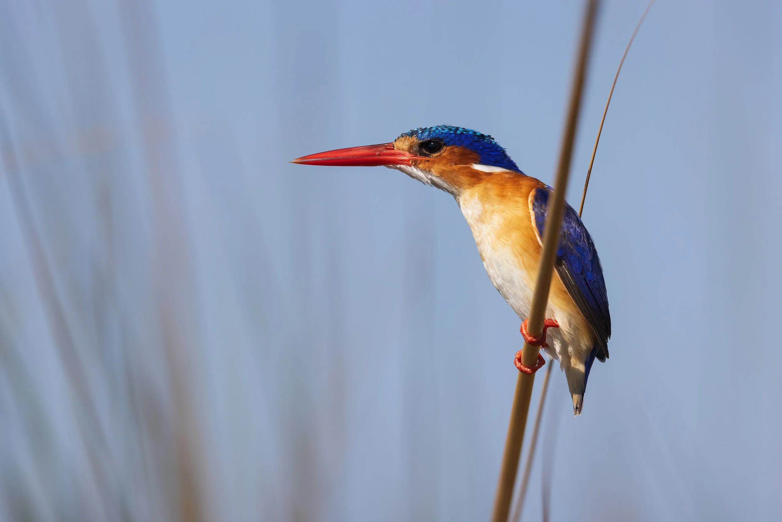  Moremi, Botswana 2023 