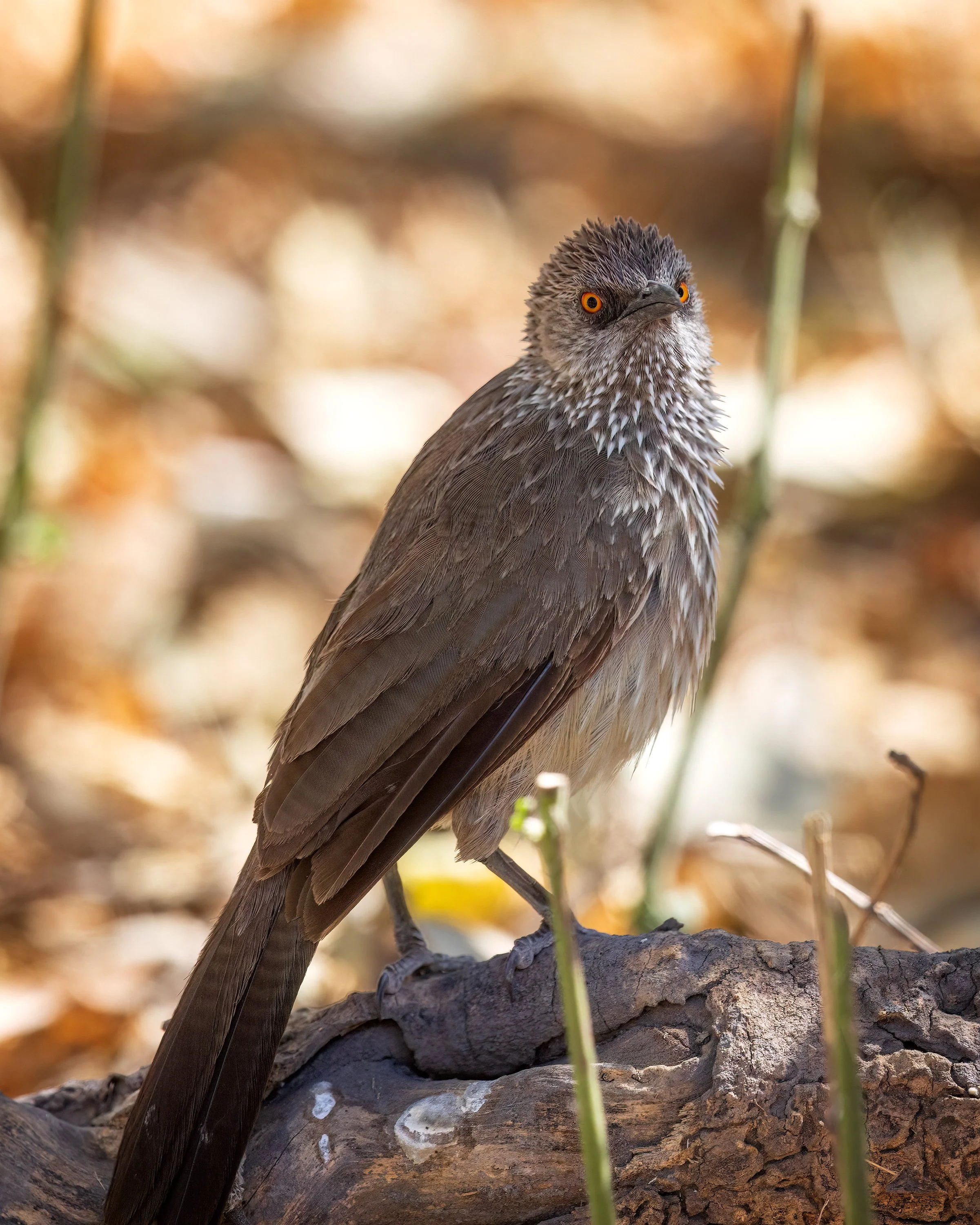  Moremi, Botswana 2023 