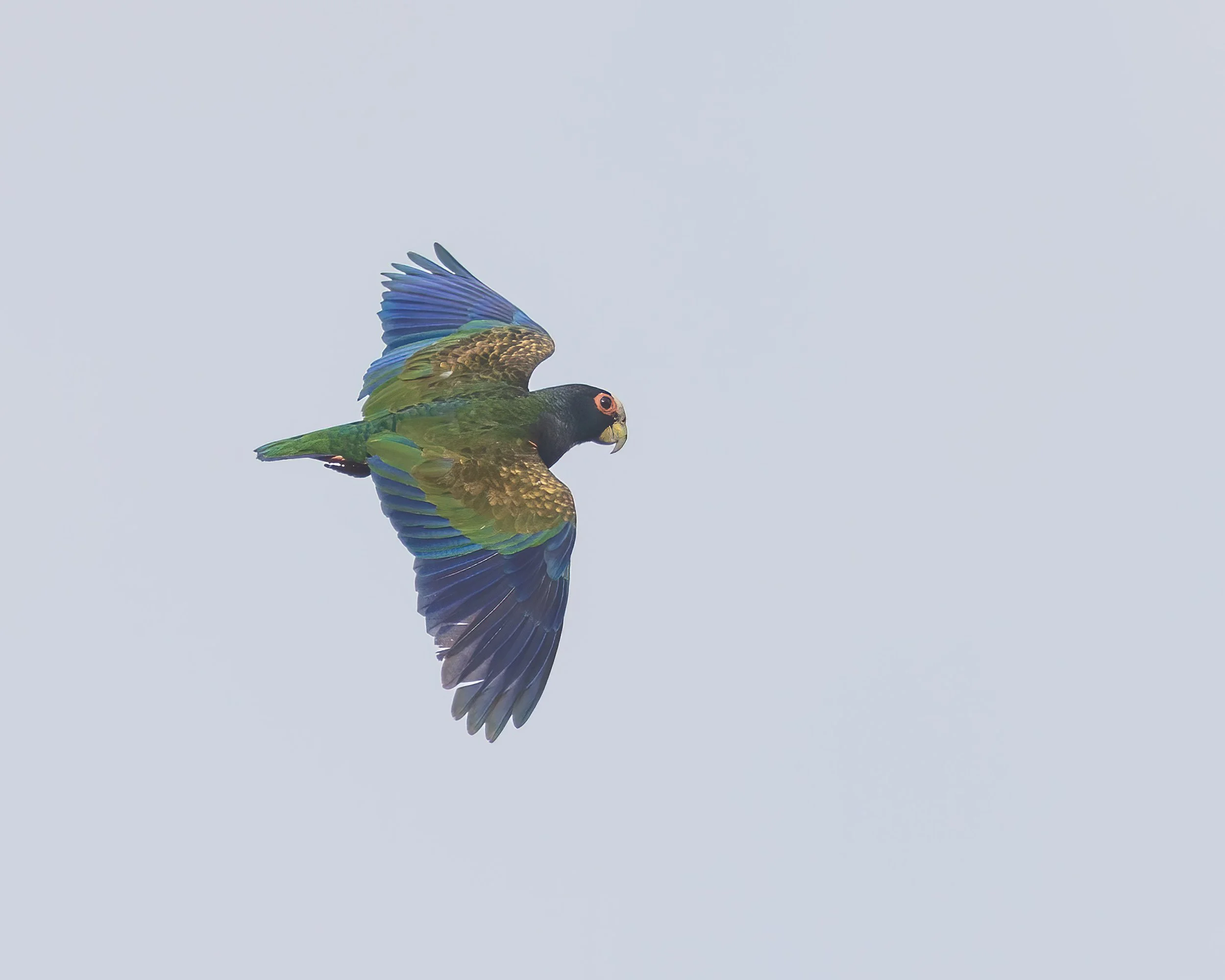  Macaw Lodge, Costa Rica 2023 