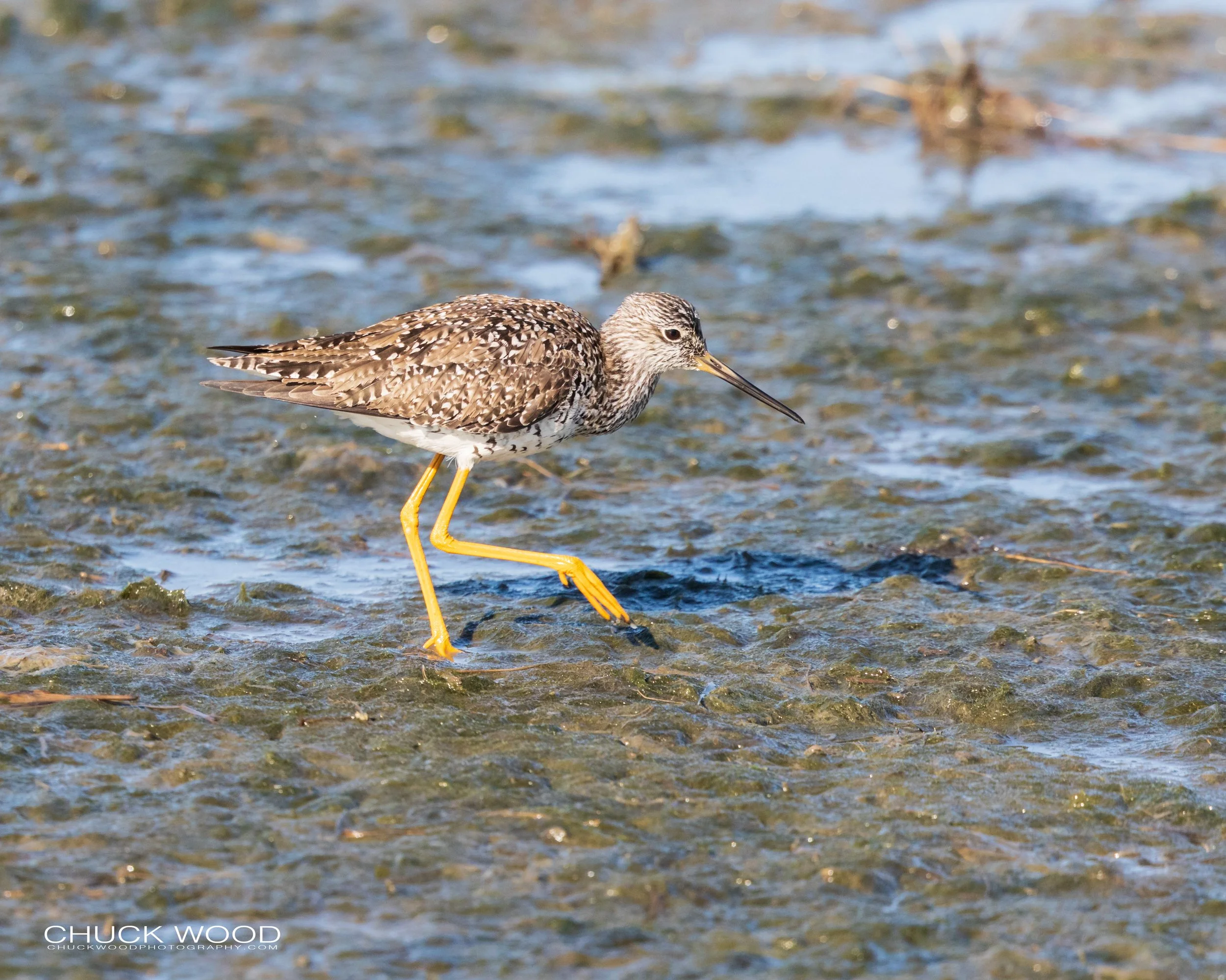  Forsythe NWR, NJ 2020 