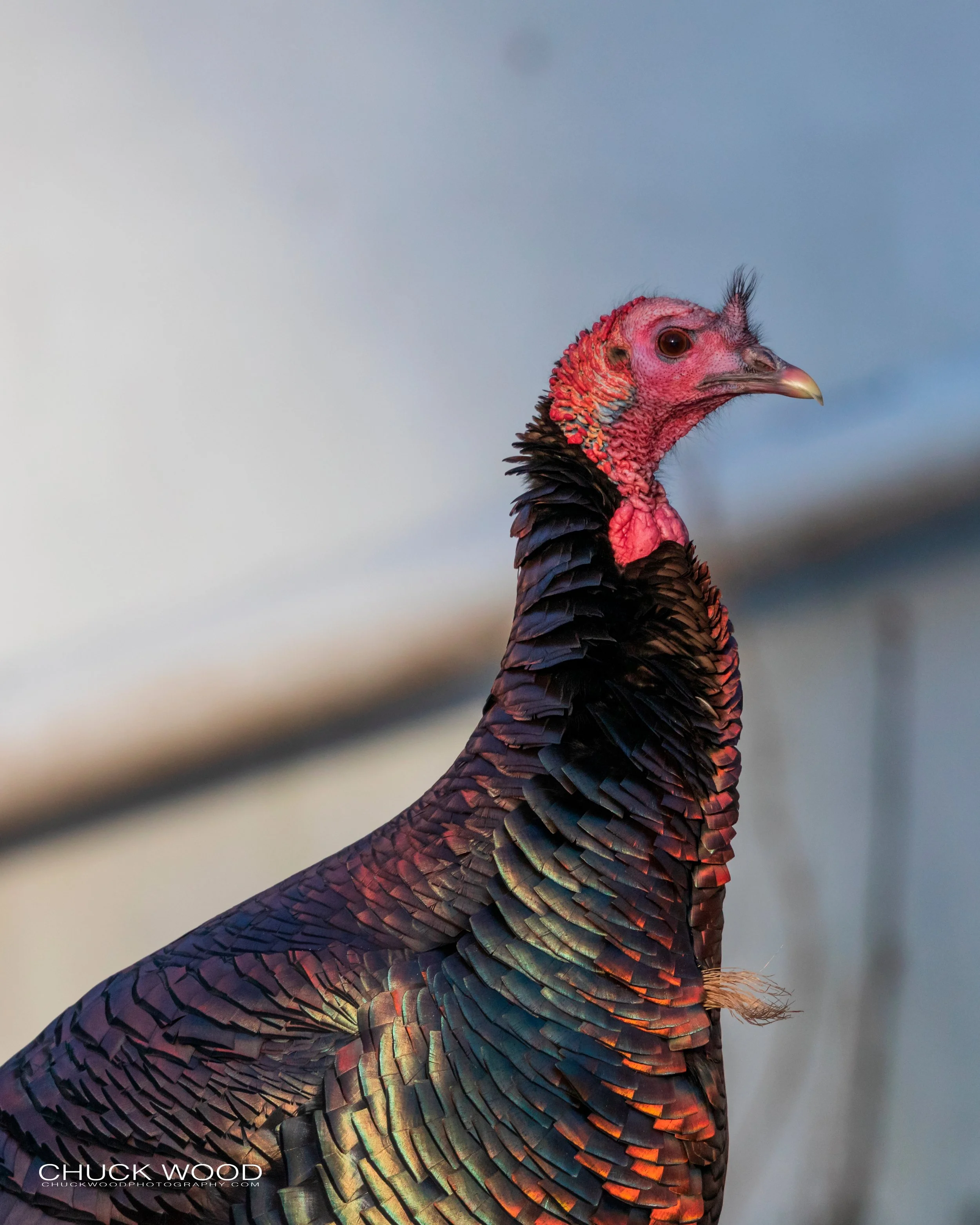  Celery Farm, NJ 2019 