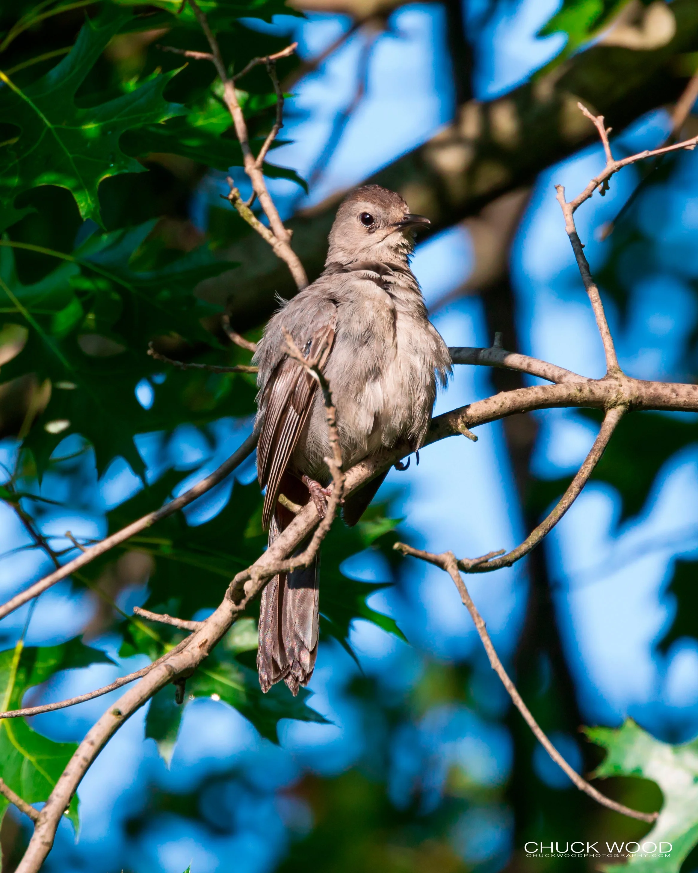  Central Park NYC, 2019 