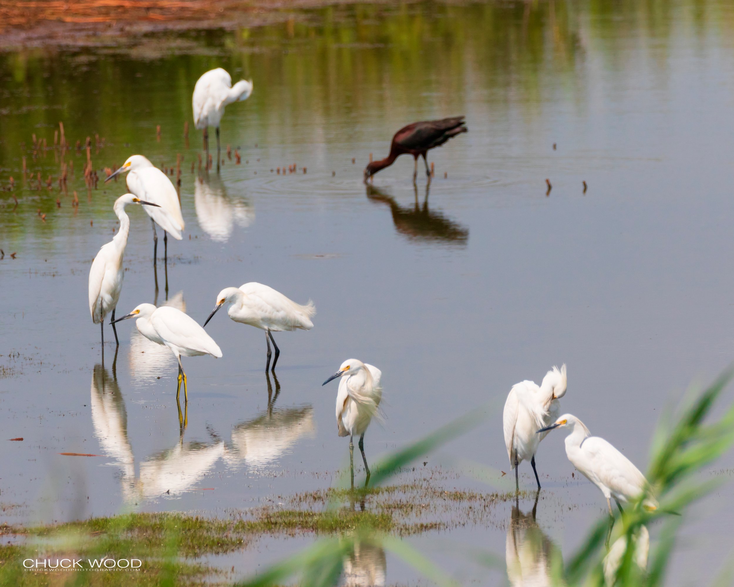  Forsythe NWR, NJ 2019 