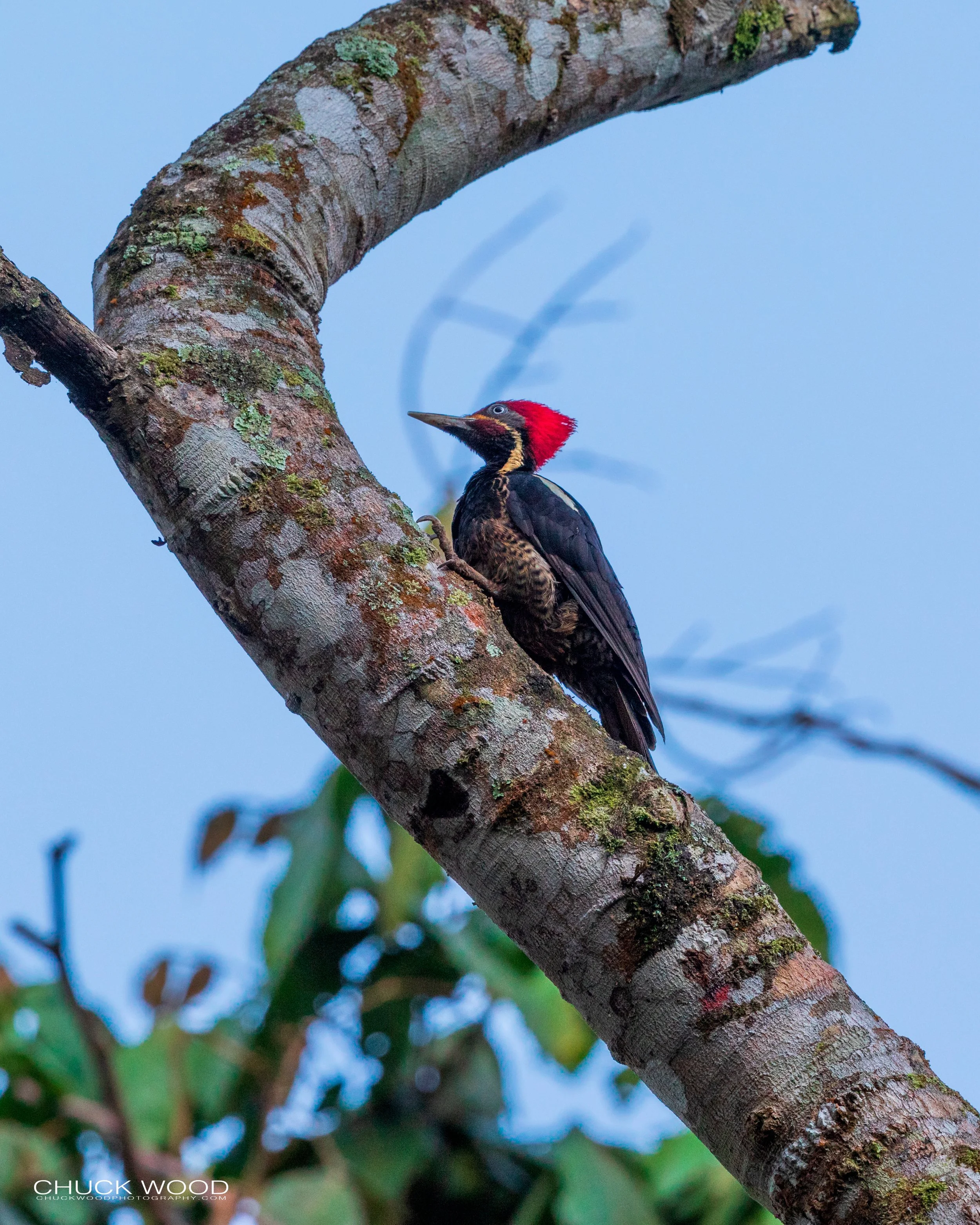  Rancho Naturalista, Costa Rica 2020 