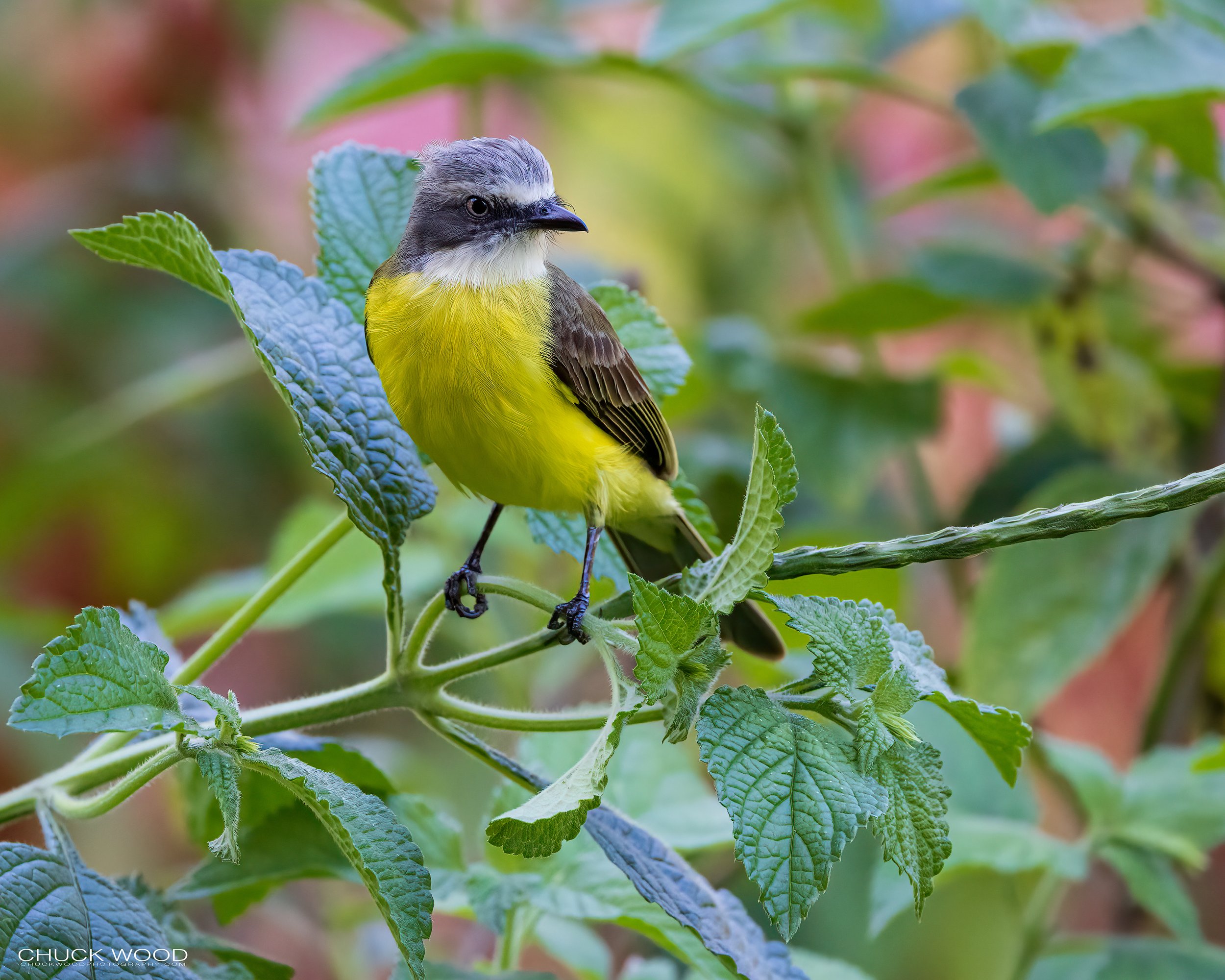  Macaw Lodge, Costa Rica 2023 I/ 