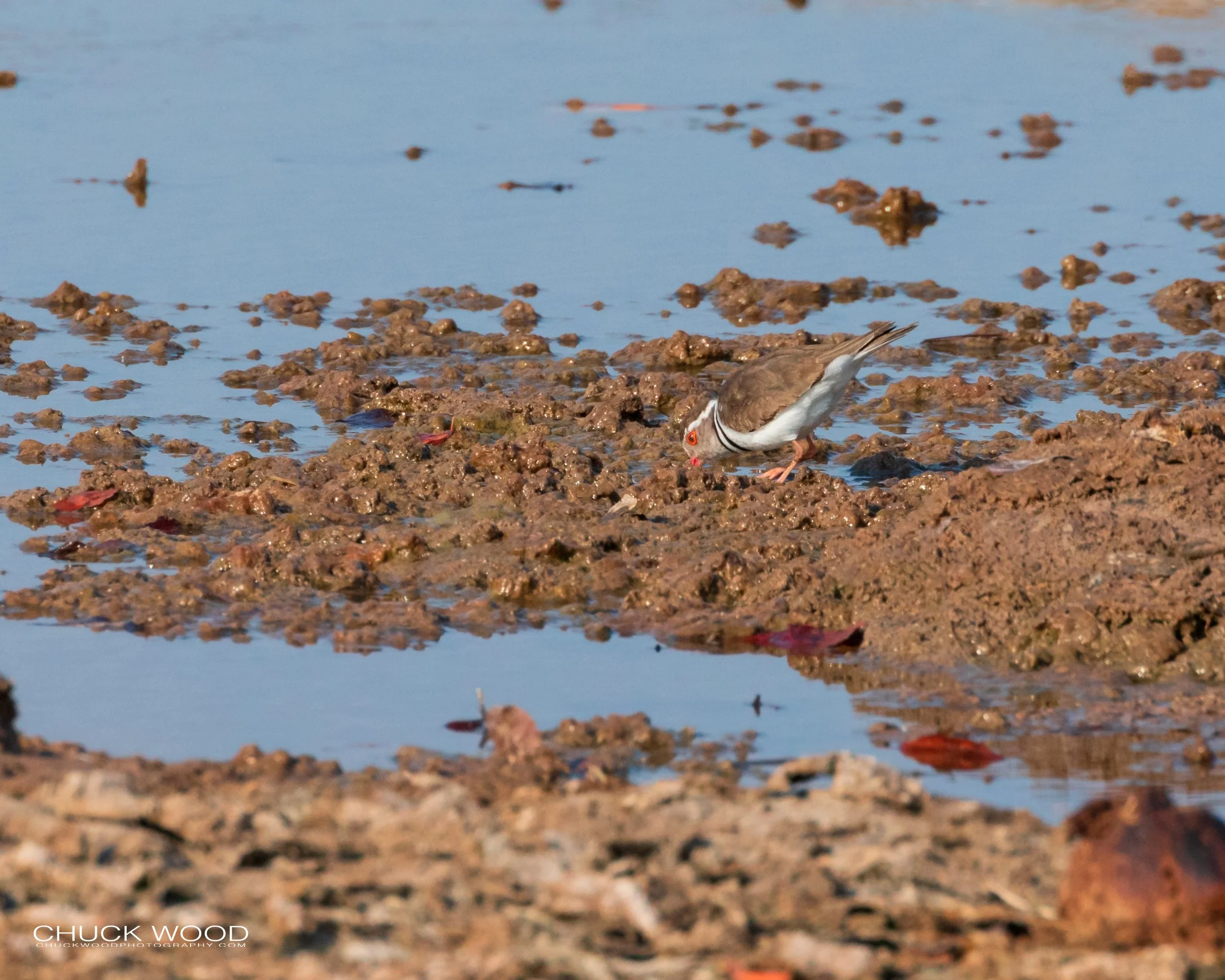  Hwange, Zimbabwe 2019 