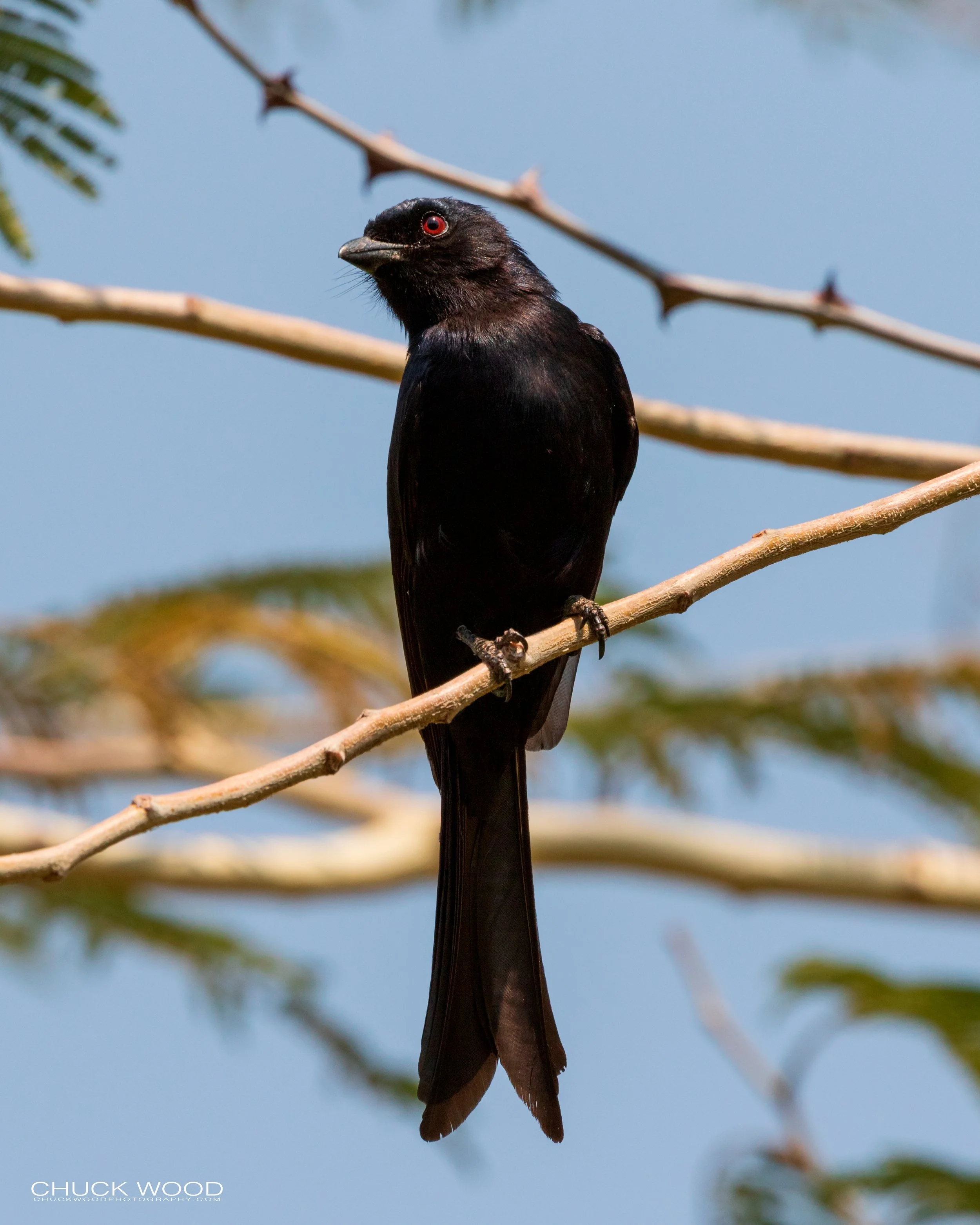  Victoria Falls, Zimbabwe 2019 
