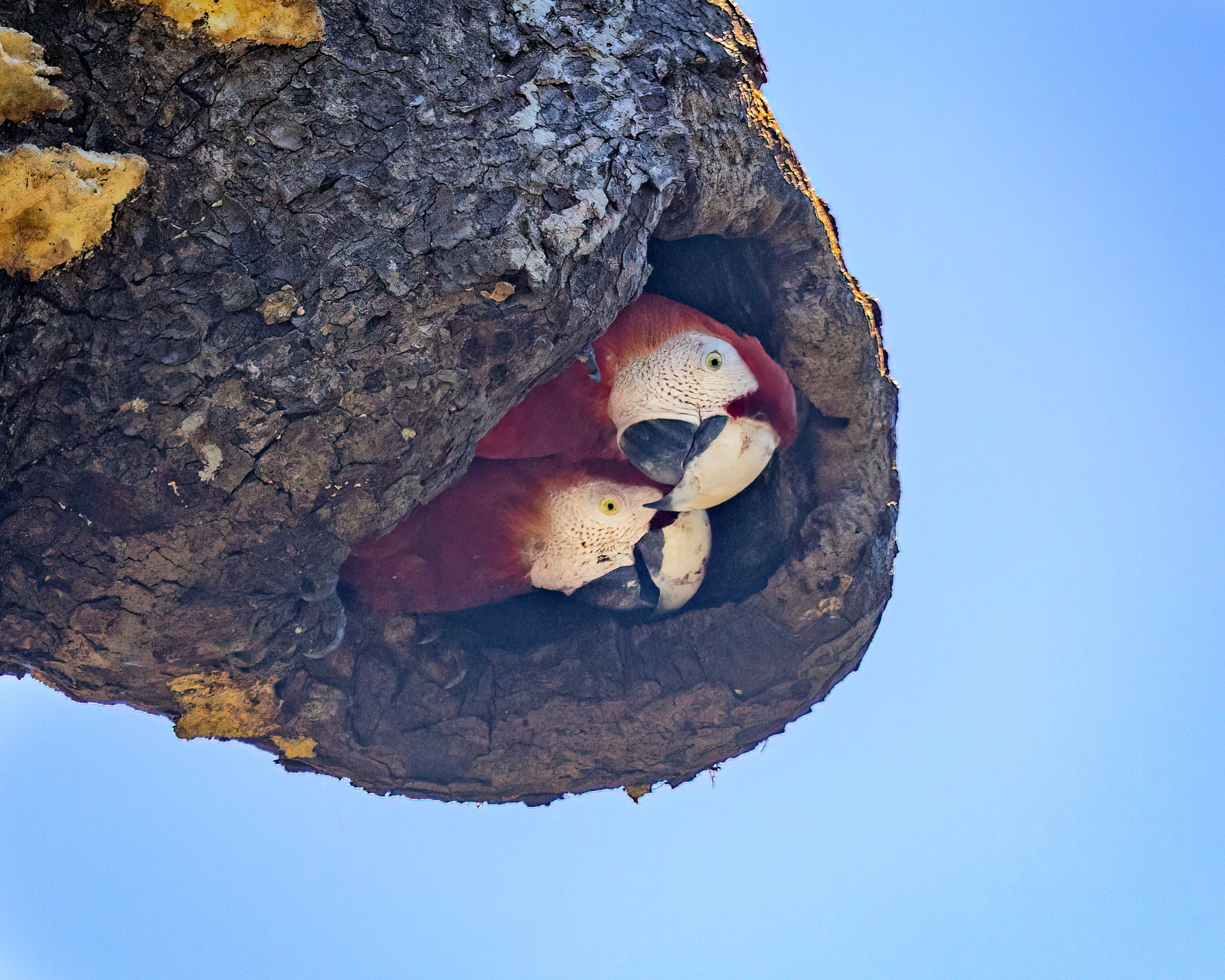  Carara NP, Costa Rica 2023 