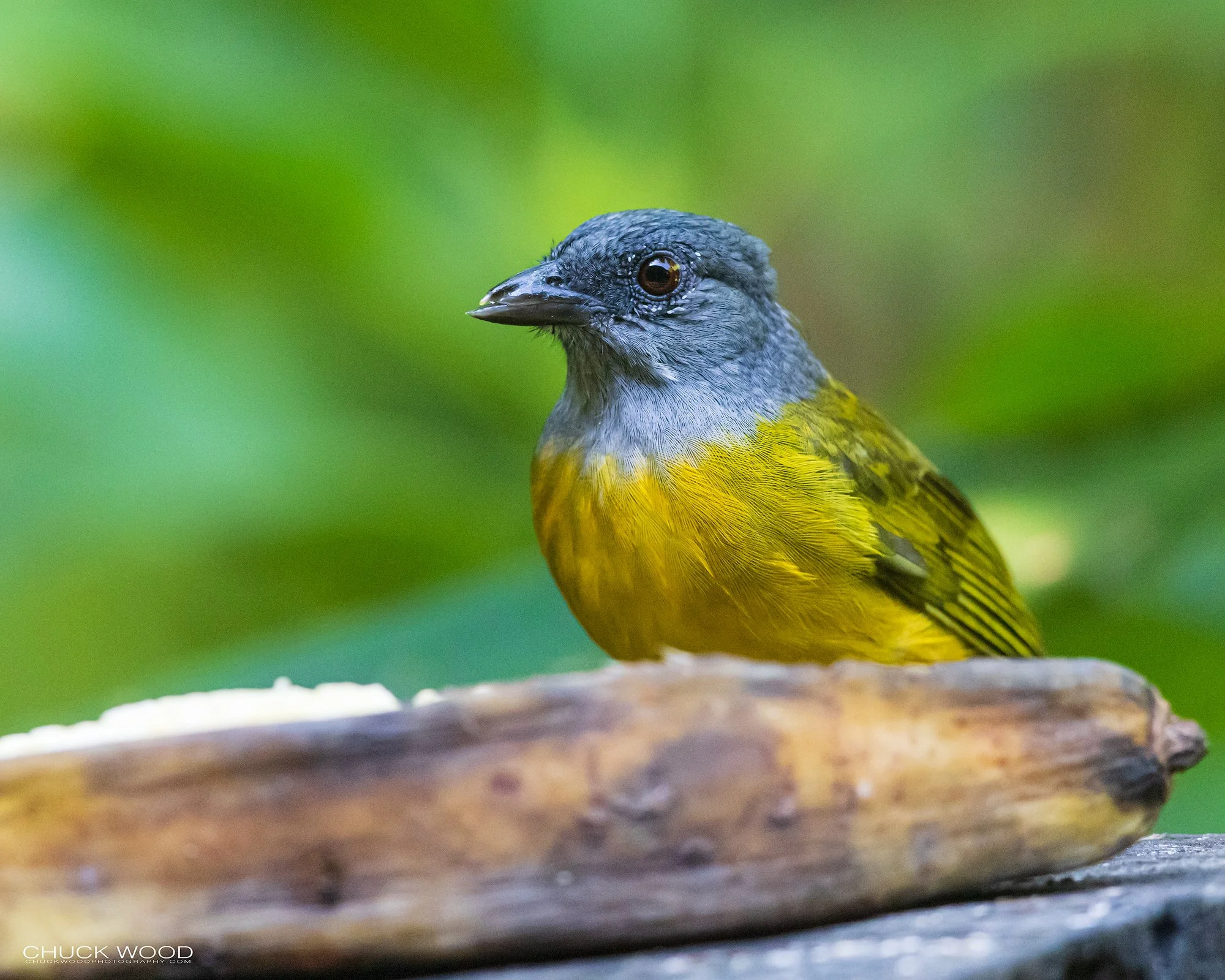  Osa Peninsula, Costa Rica 2022 