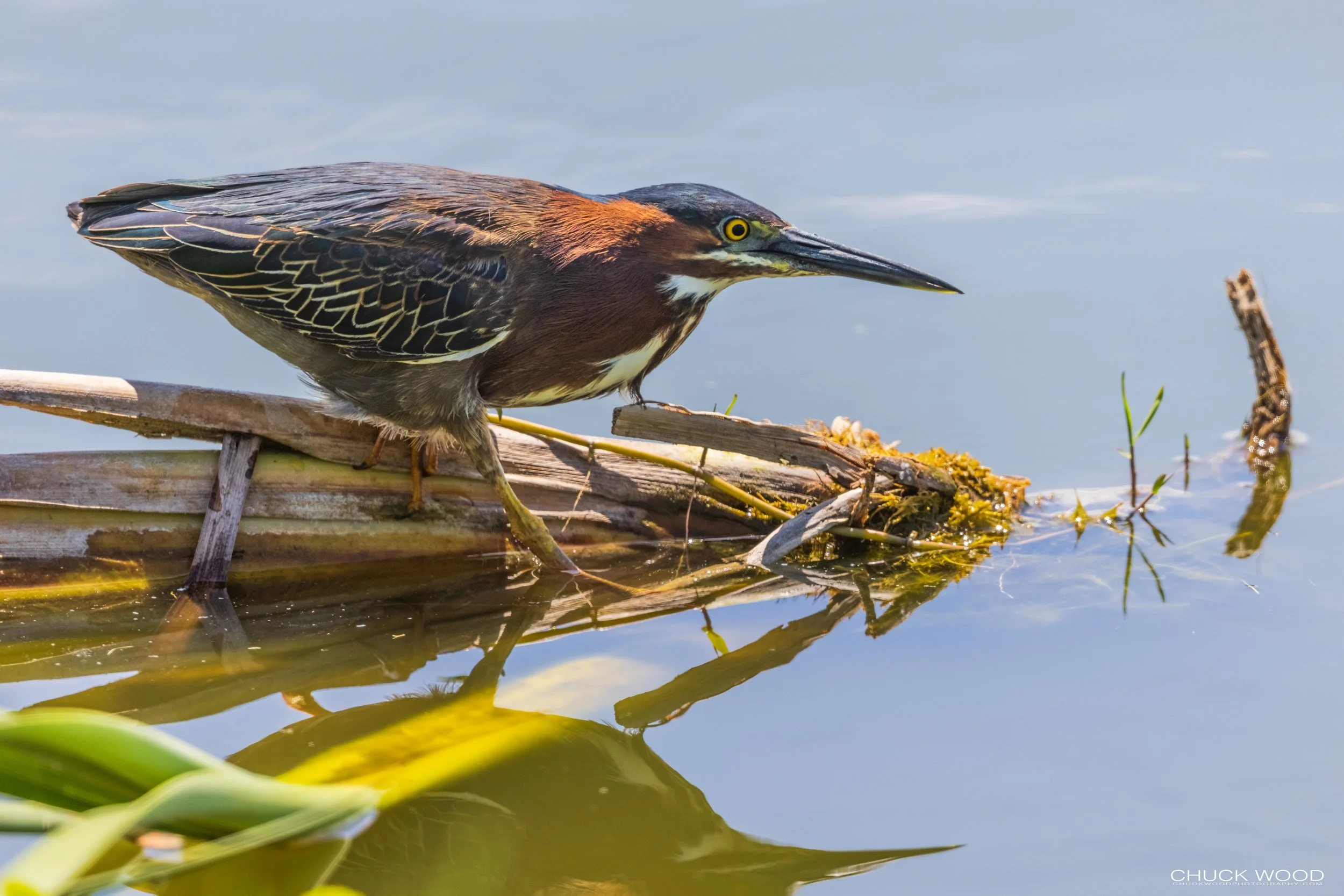  Viera Wetlands, FL 2021 
