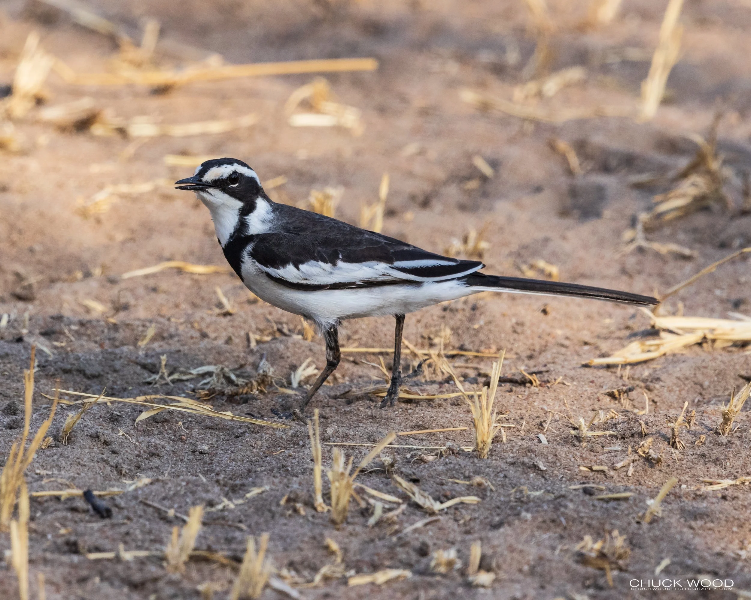 African-Pied-Wagtail-20210915-Tarangire-03.jpg