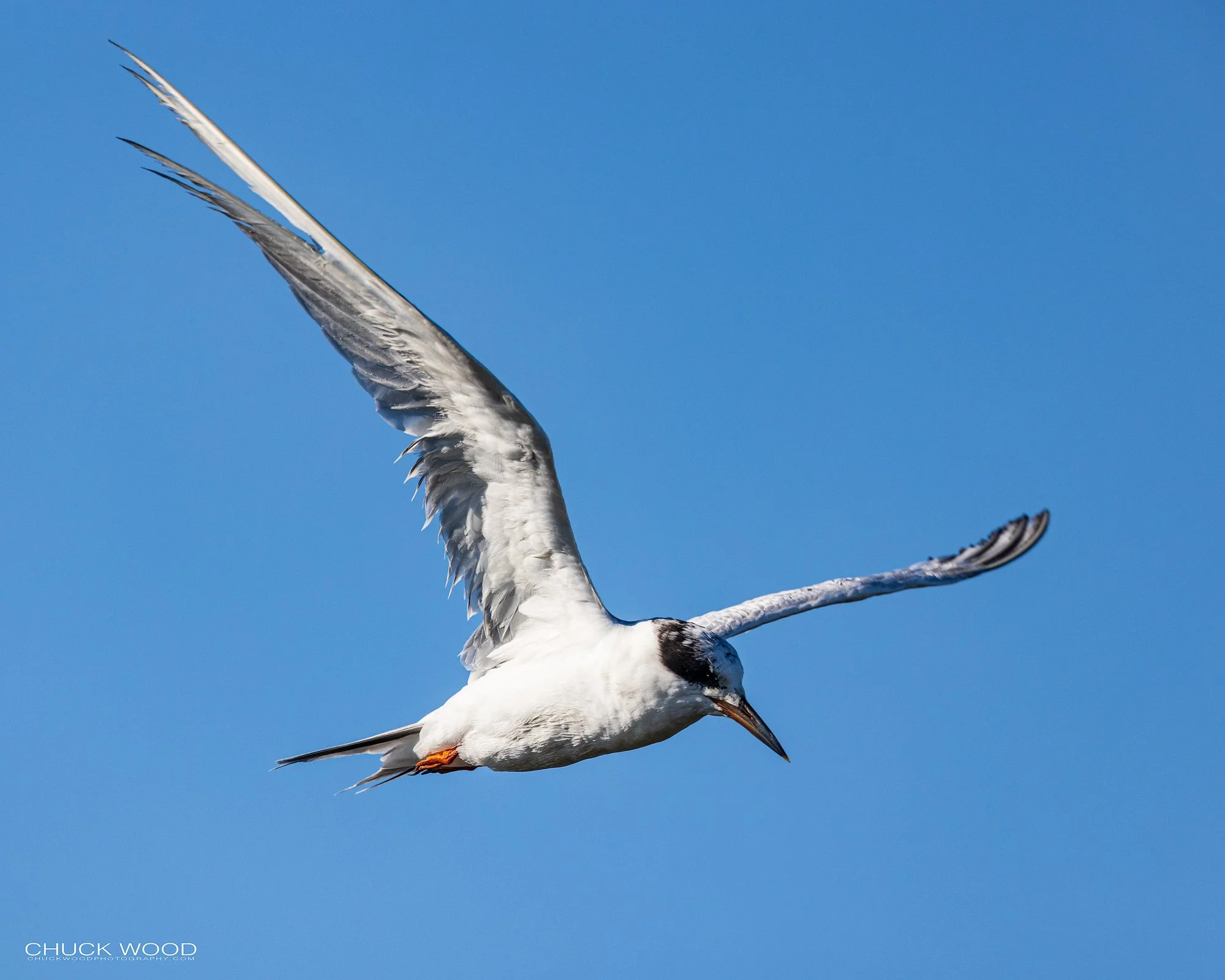 Forsythe NWR, NJ 2021 