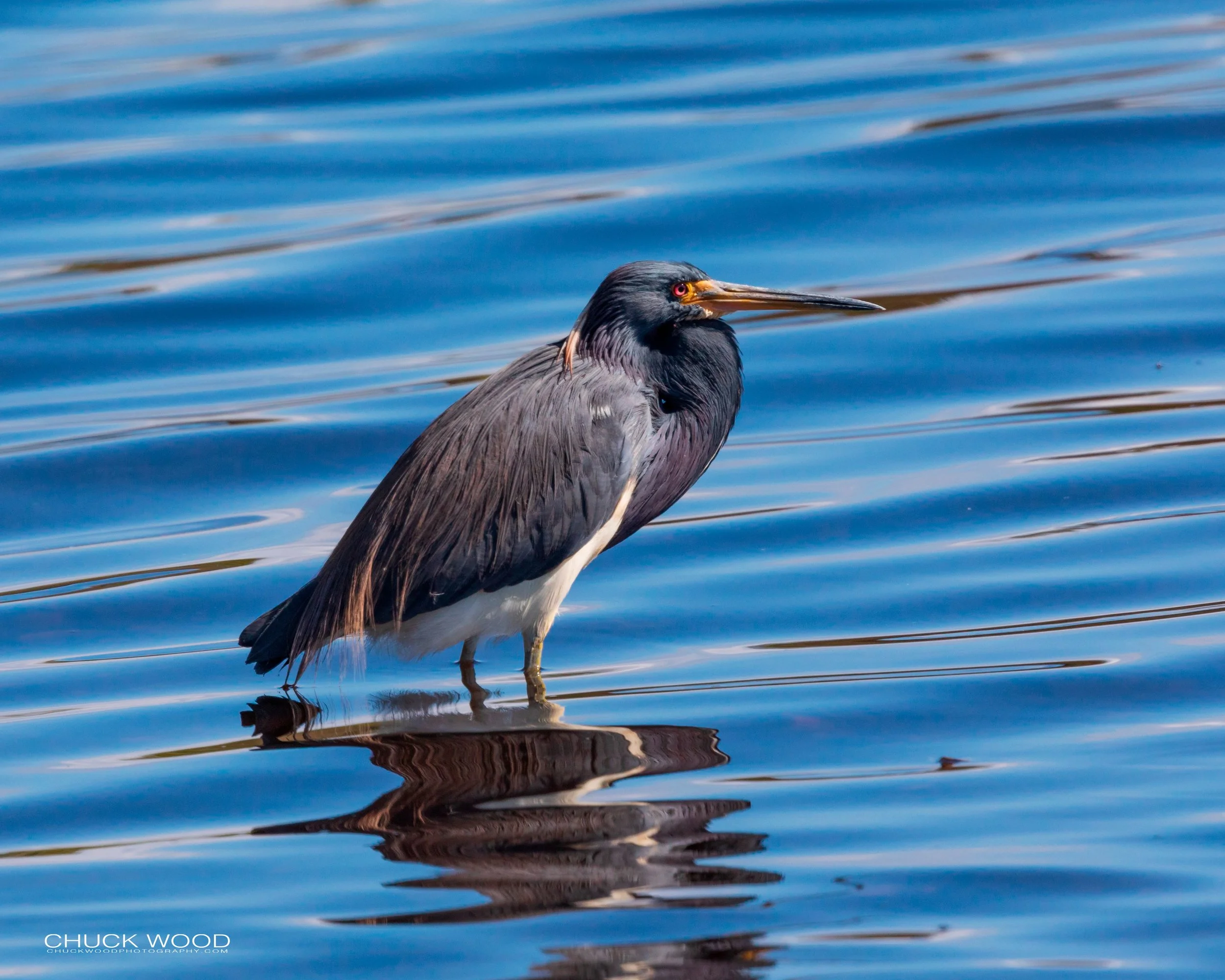  Merritt Island, FL 2020 