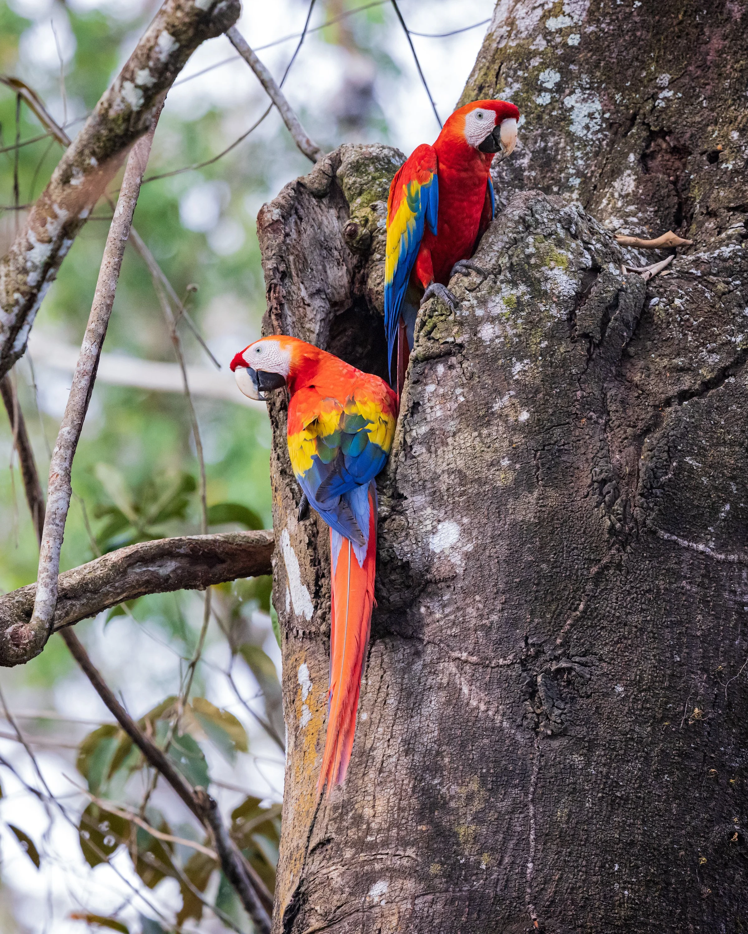  Osa Peninsula, Costa Rica 2022 