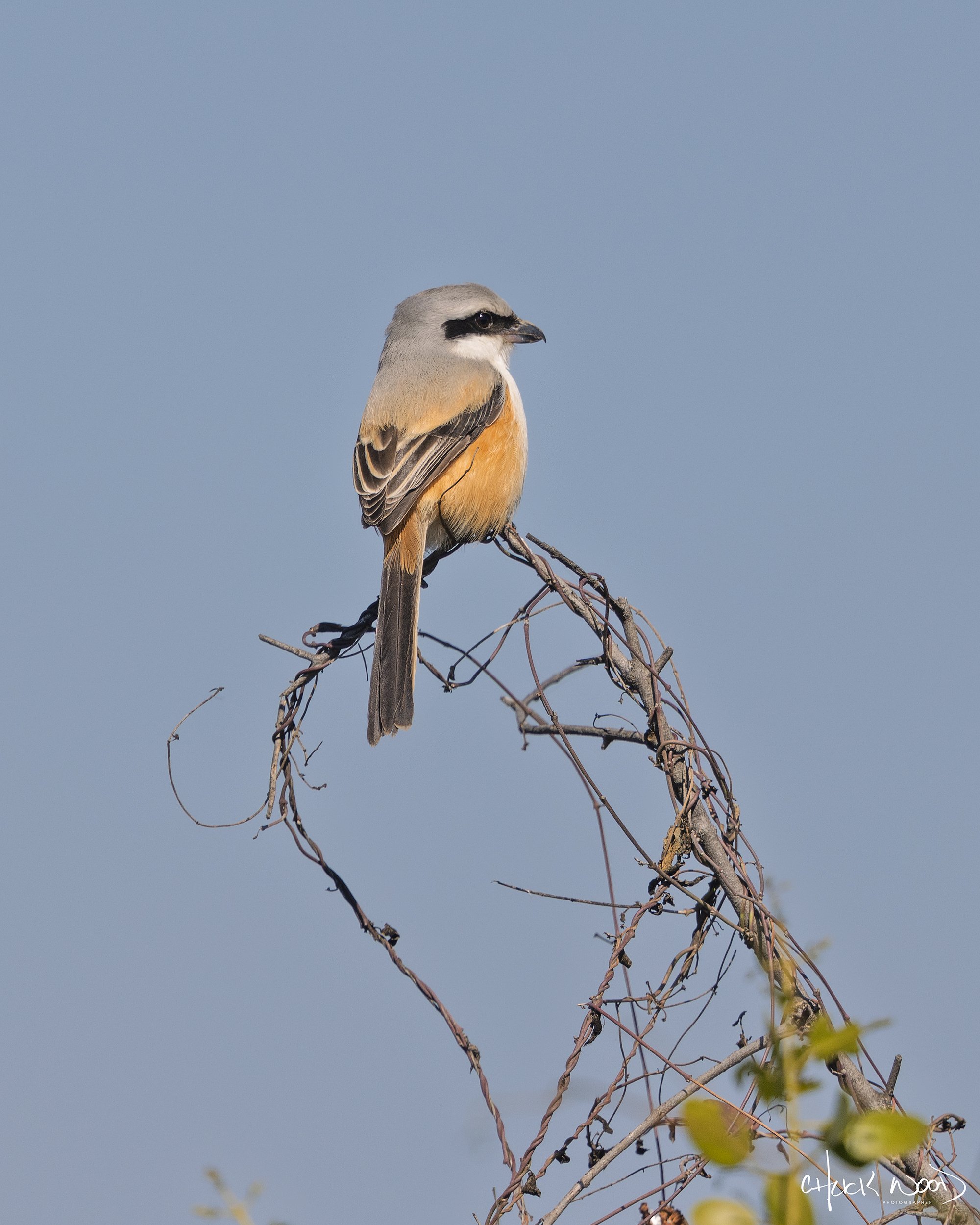  Keoladeo Ghana, India 2025 