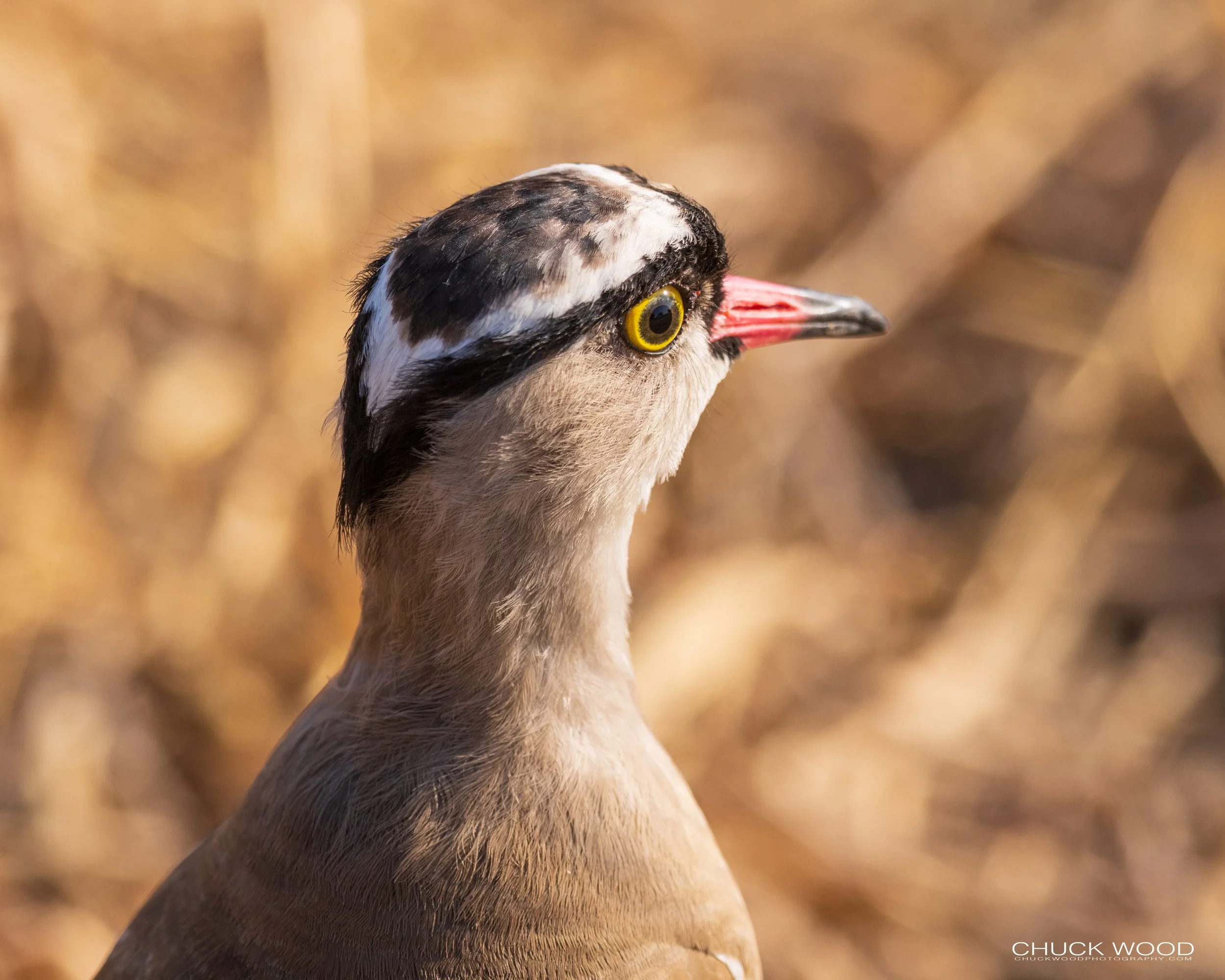  Tarangire, Tanzania 2021 