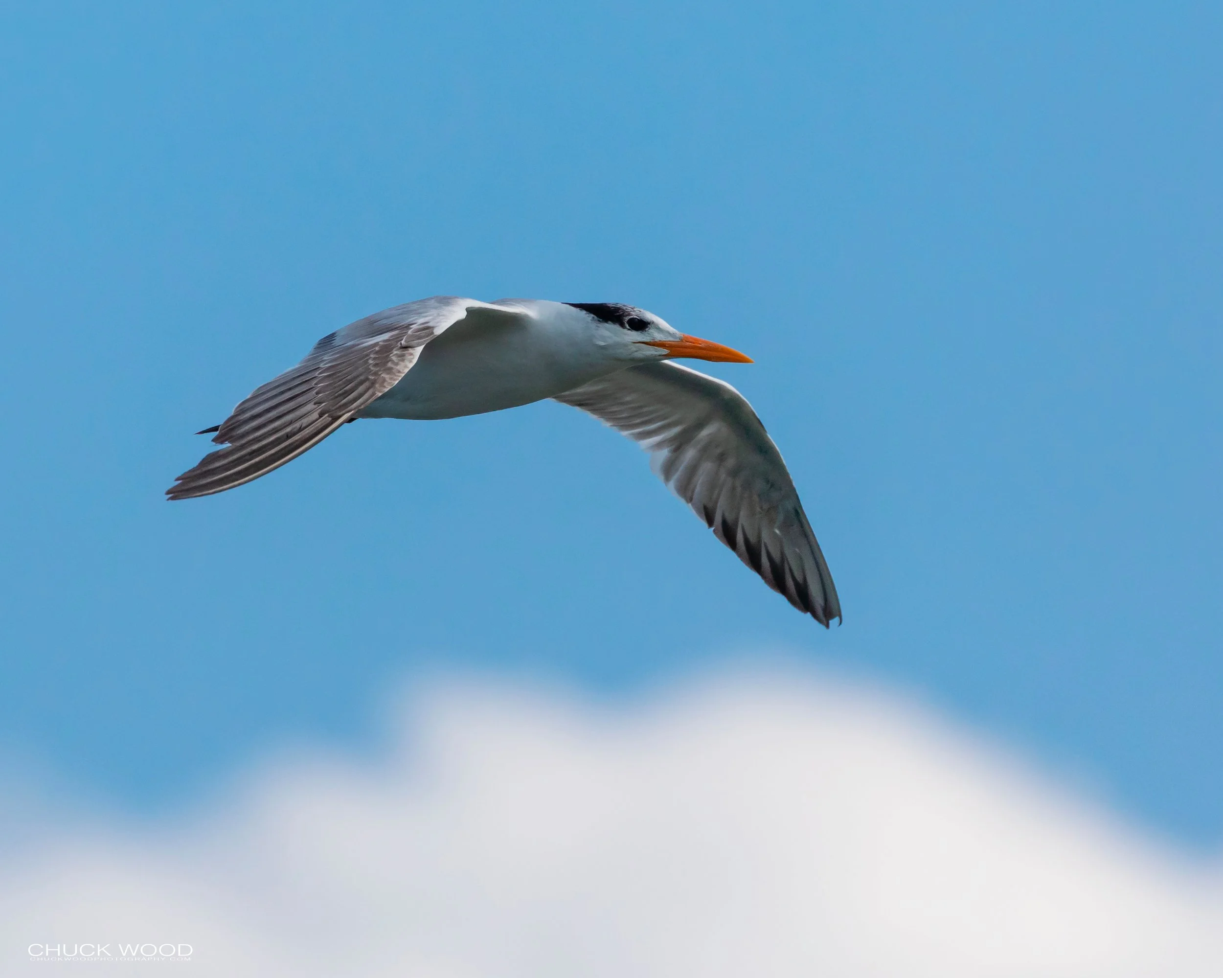  Forsythe NWR, NJ 2019 