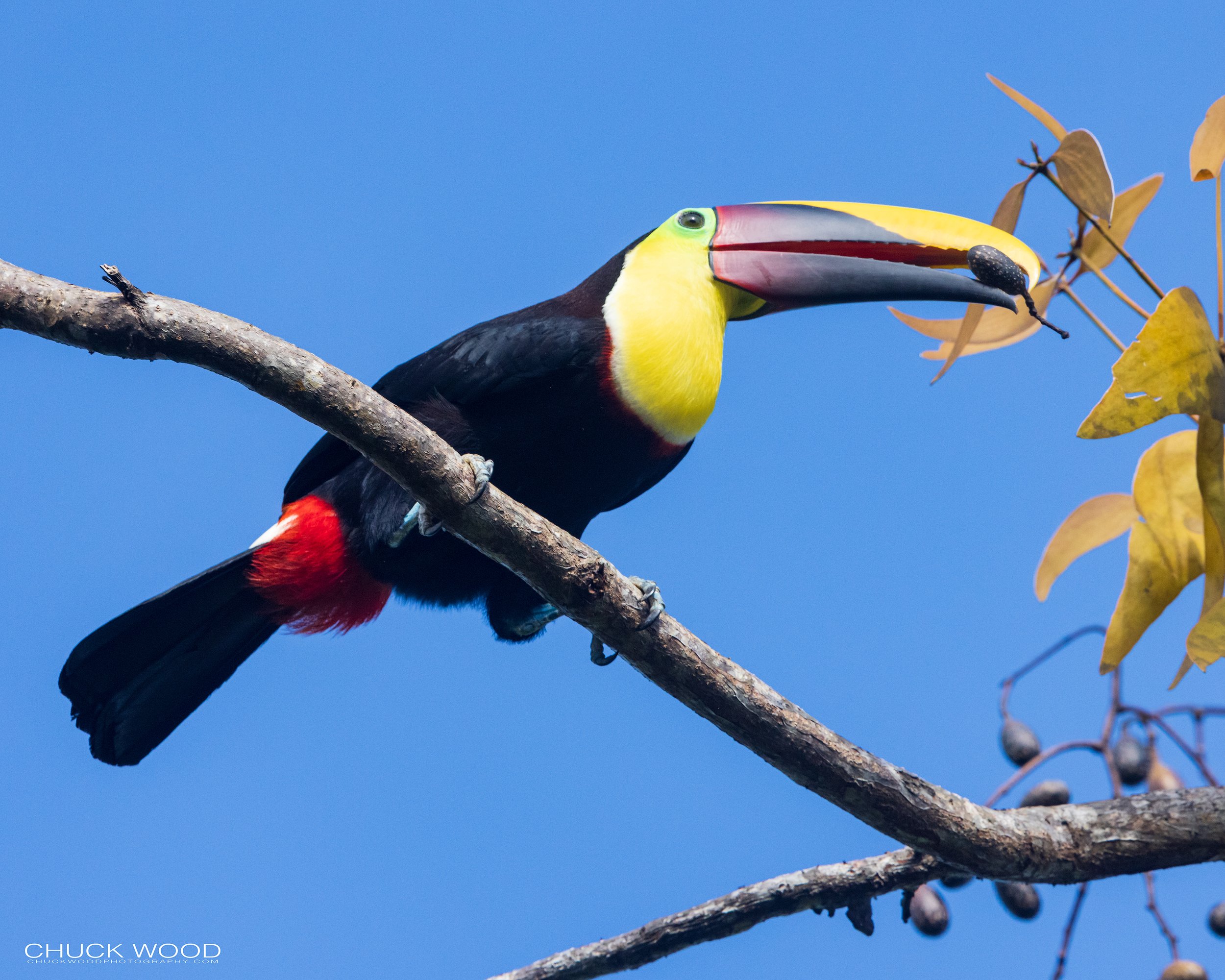  Osa Peninsula, Costa Rica 2022 