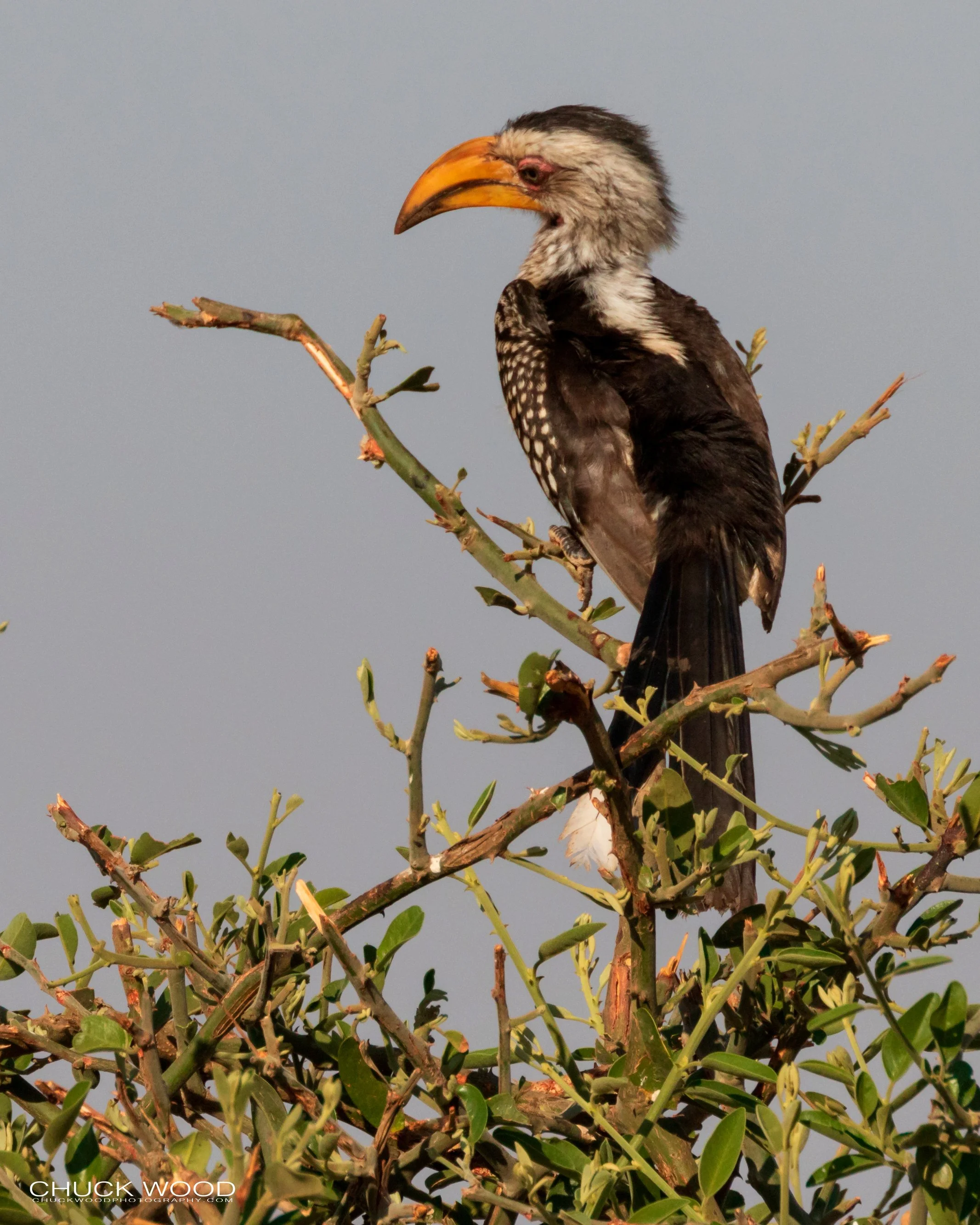  Hwange, Zimbabwe 2019 