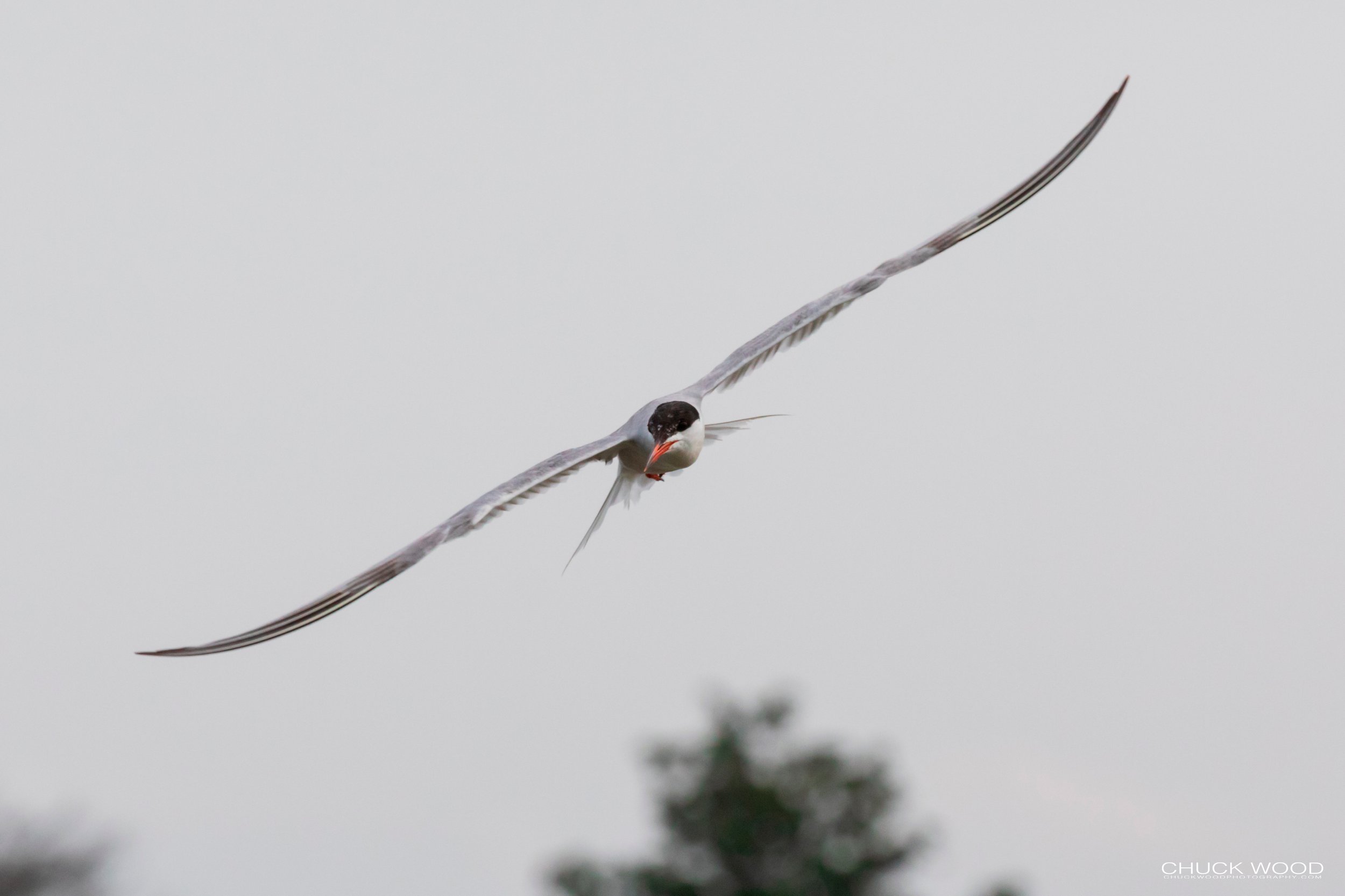  Forsythe NWR, NJ 2019 