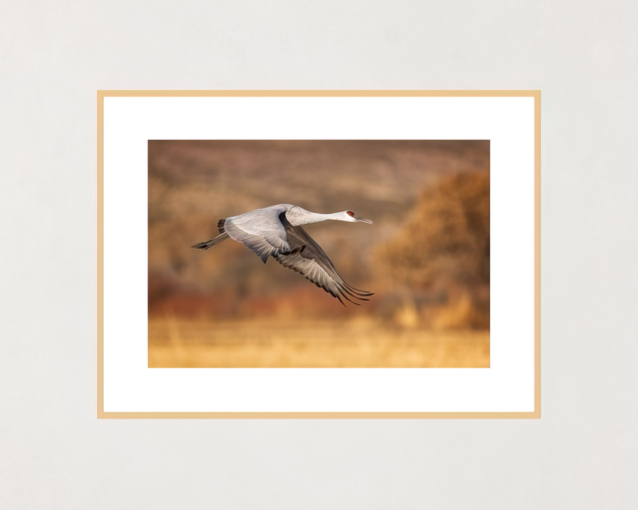 sandhill-crane-frame-flattened-gigapixel-low_res-width-2212px.jpg