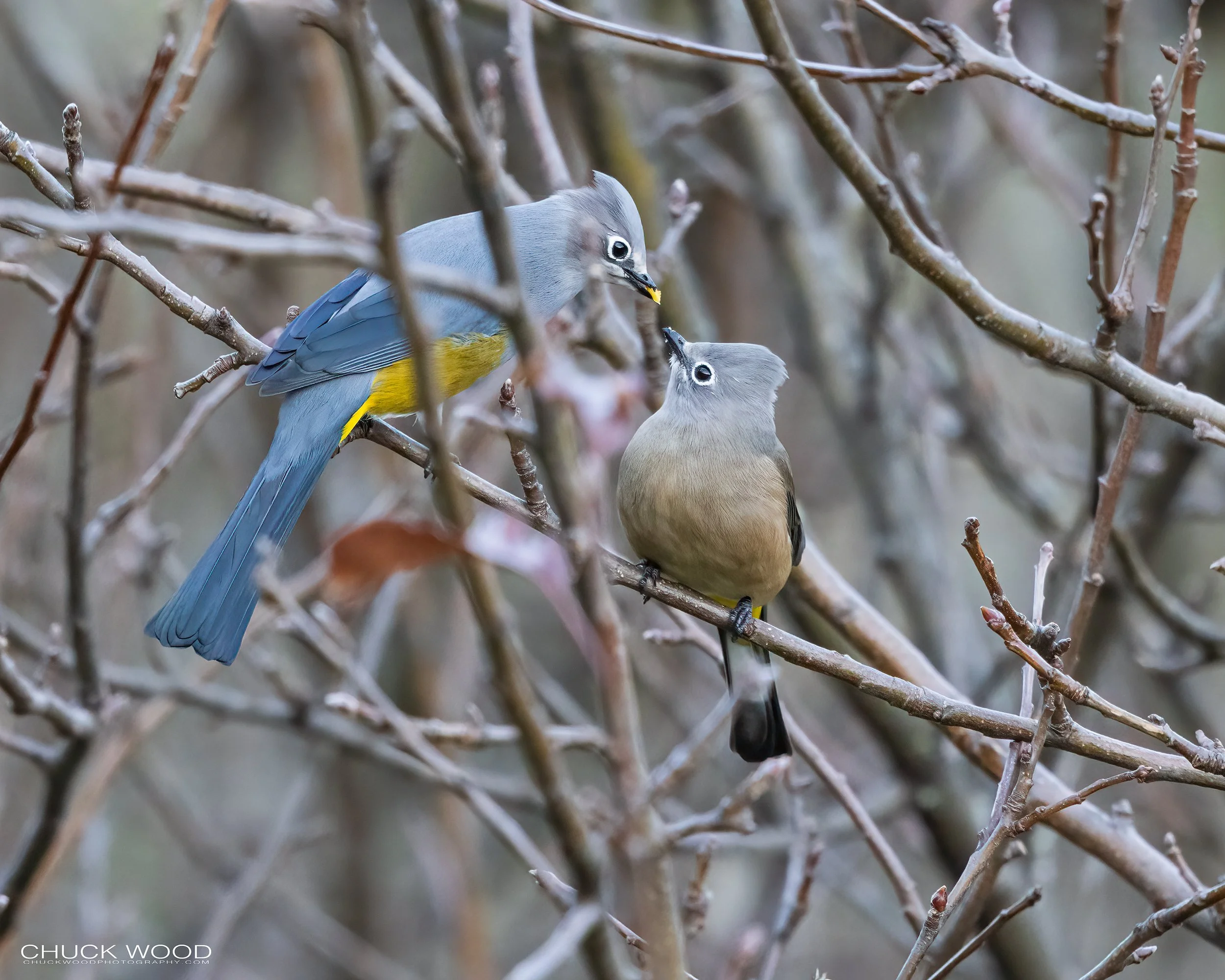  Arroyo Guacamaya, MX 2022 