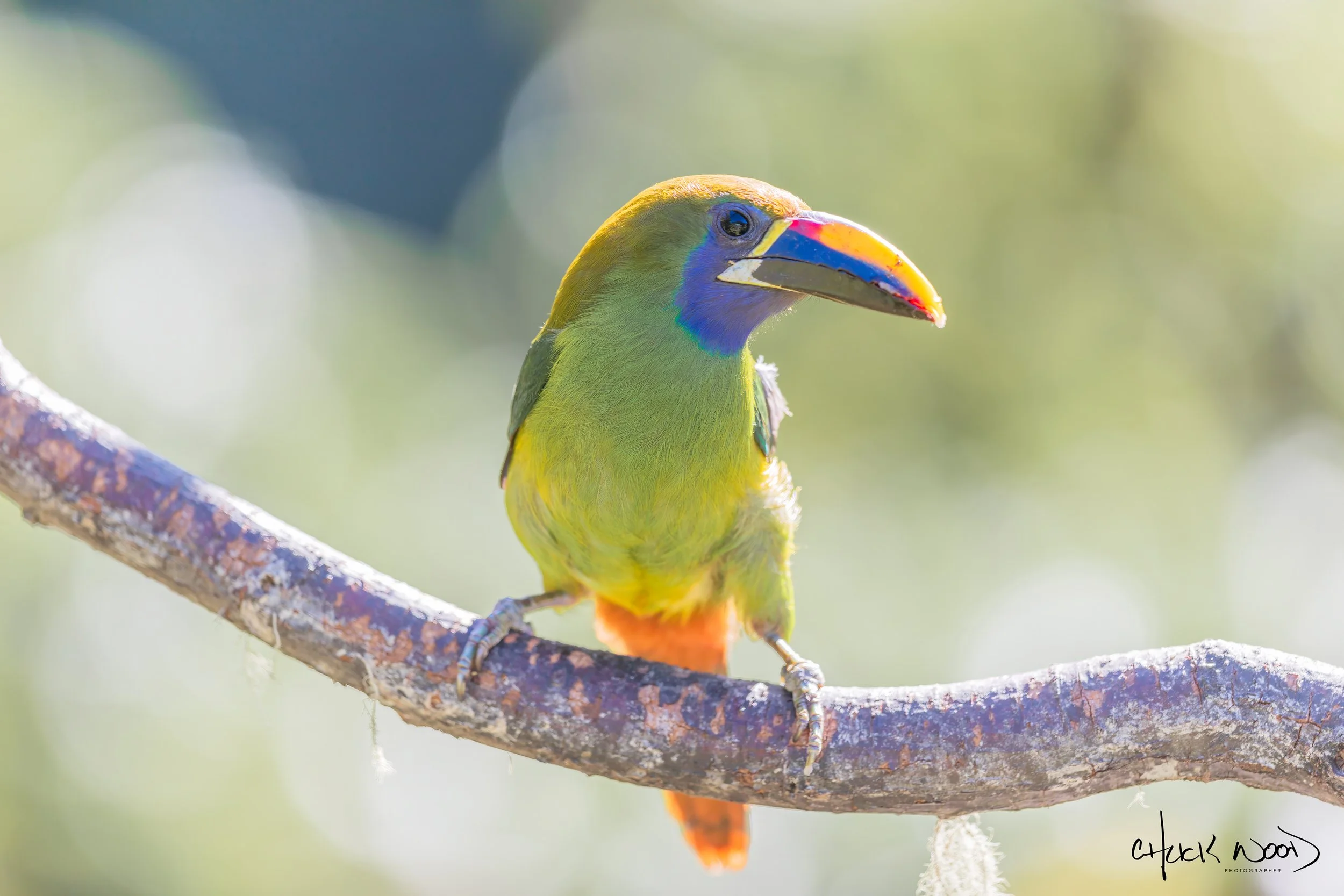  San Gerardo de Dota, Costa Rica 2020 