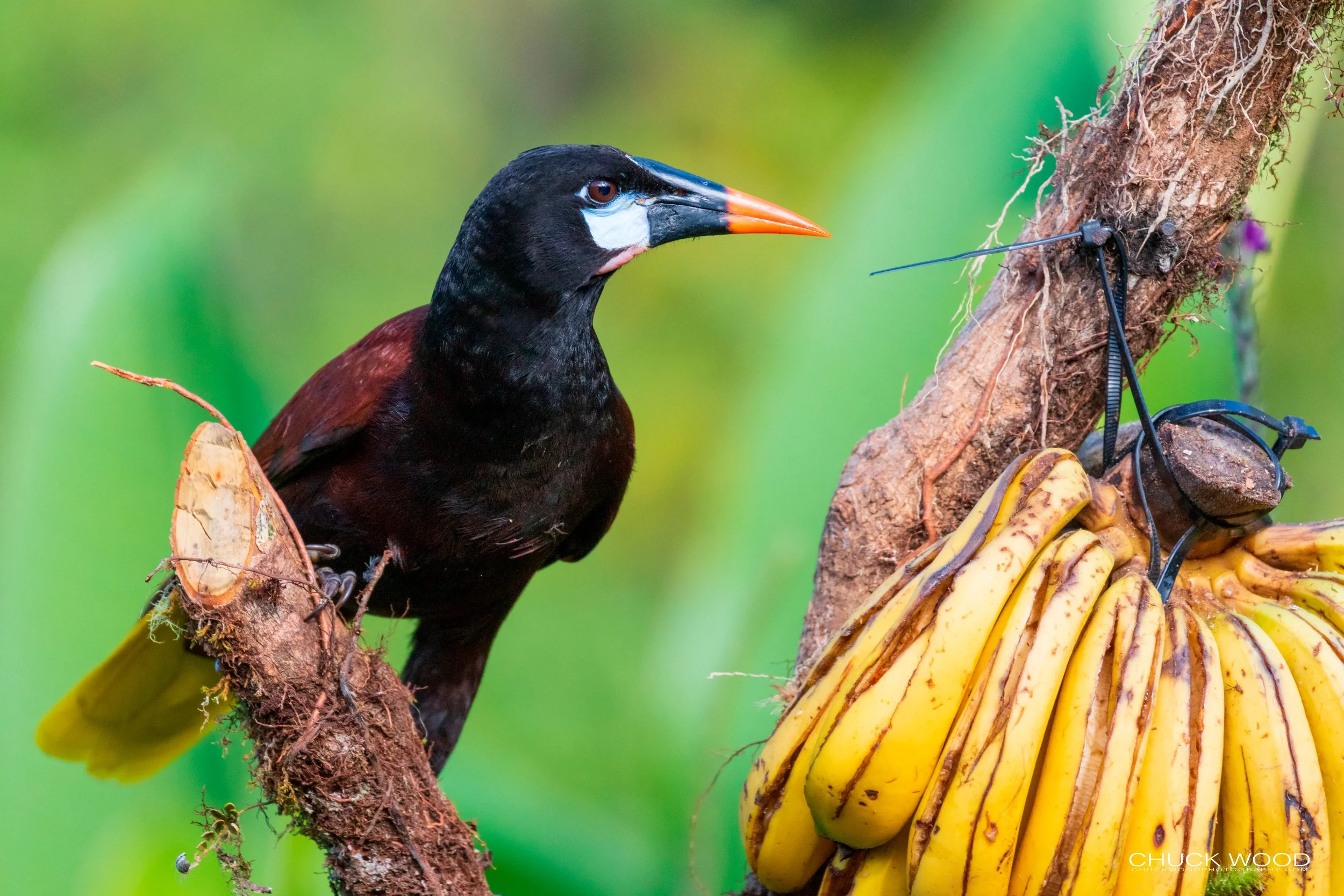  Rancho Naturalista, Costa Rica 2020 