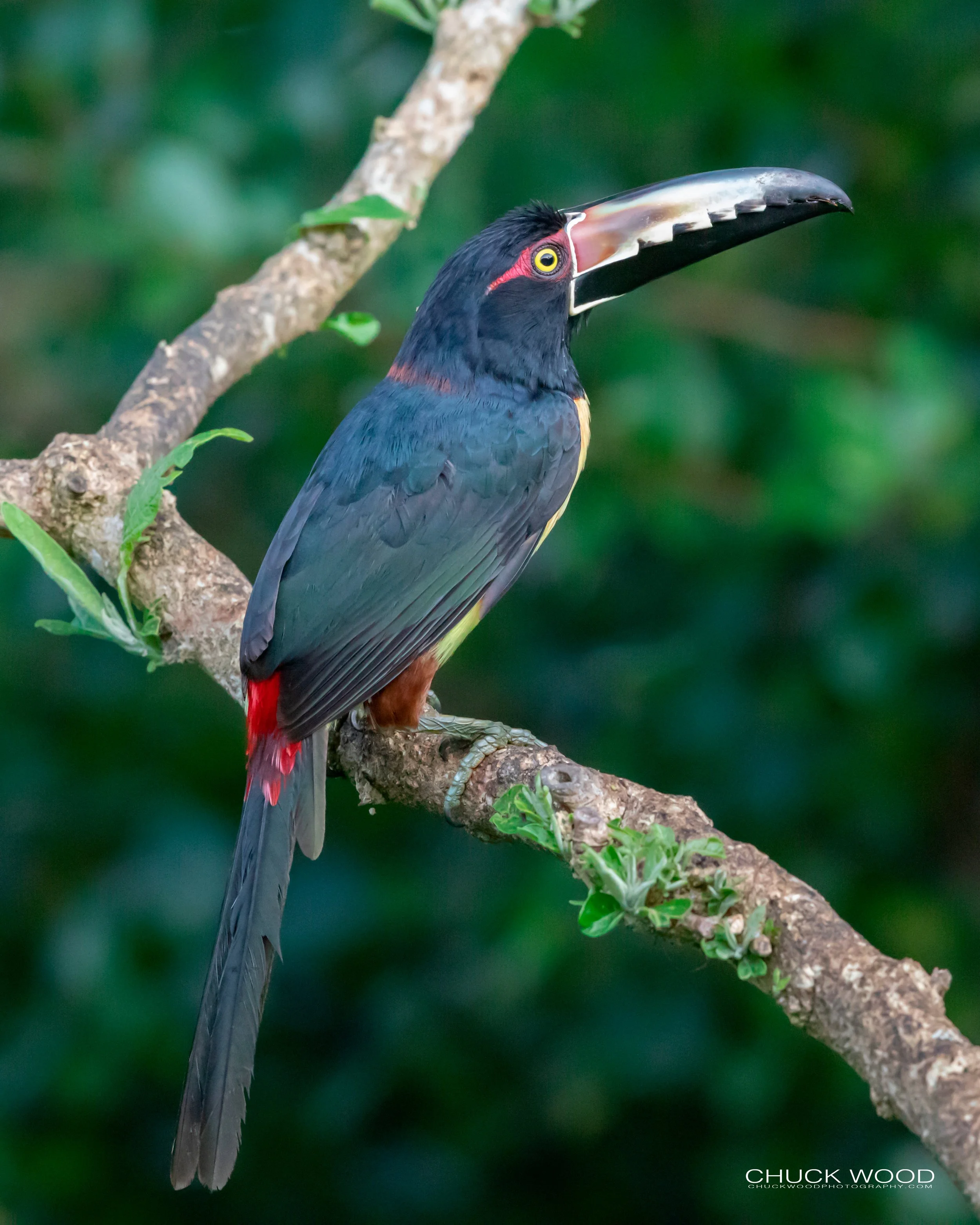  Rancho Naturalista, Costa Rica 2020 