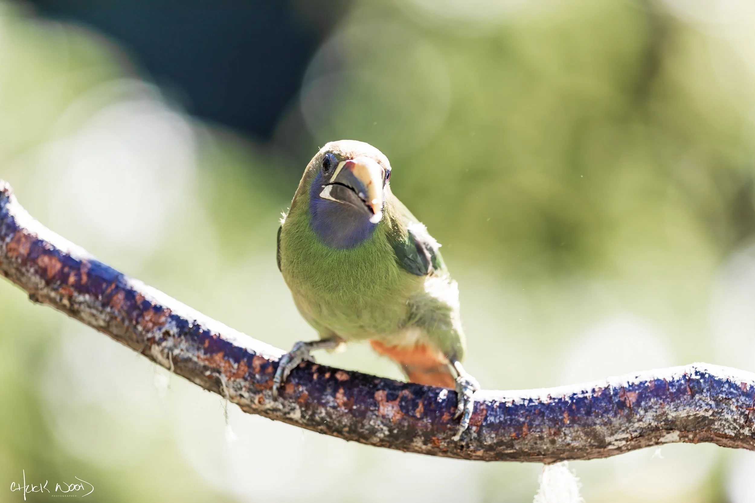  San Gerardo de Dota, Costa Rica 2020 