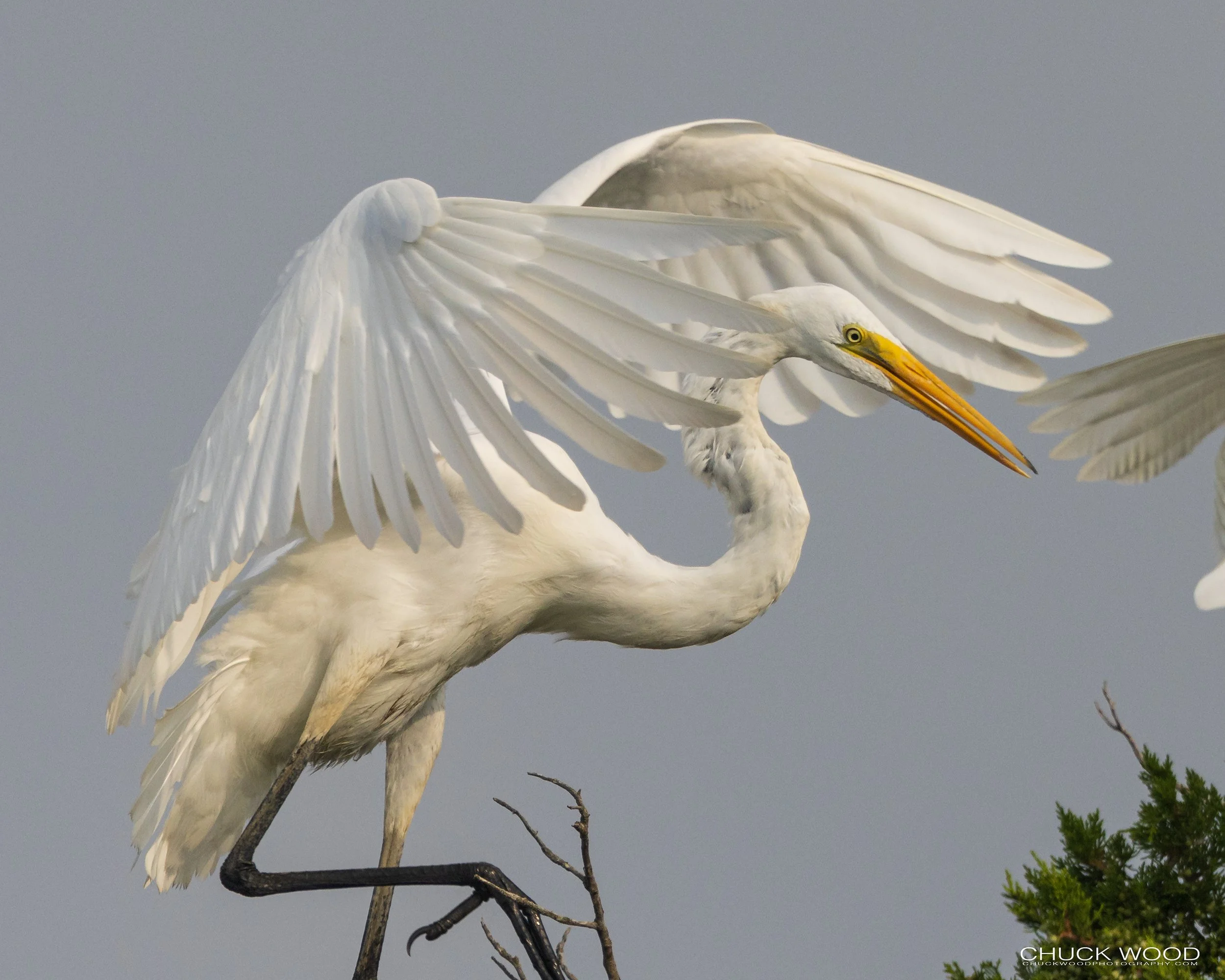  Forsythe NWR, NJ 2022 