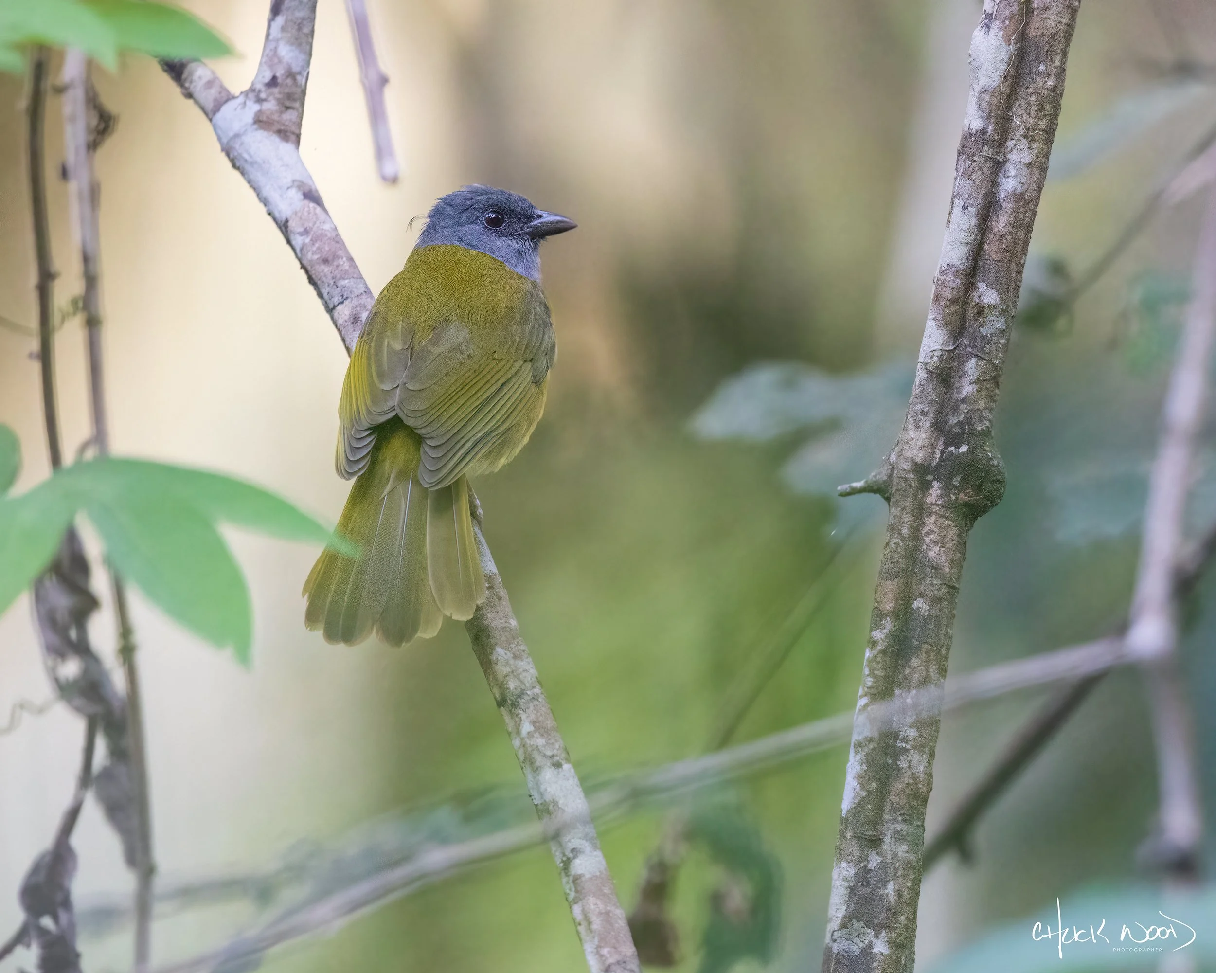  Carara NP, Costa Rica 2022 