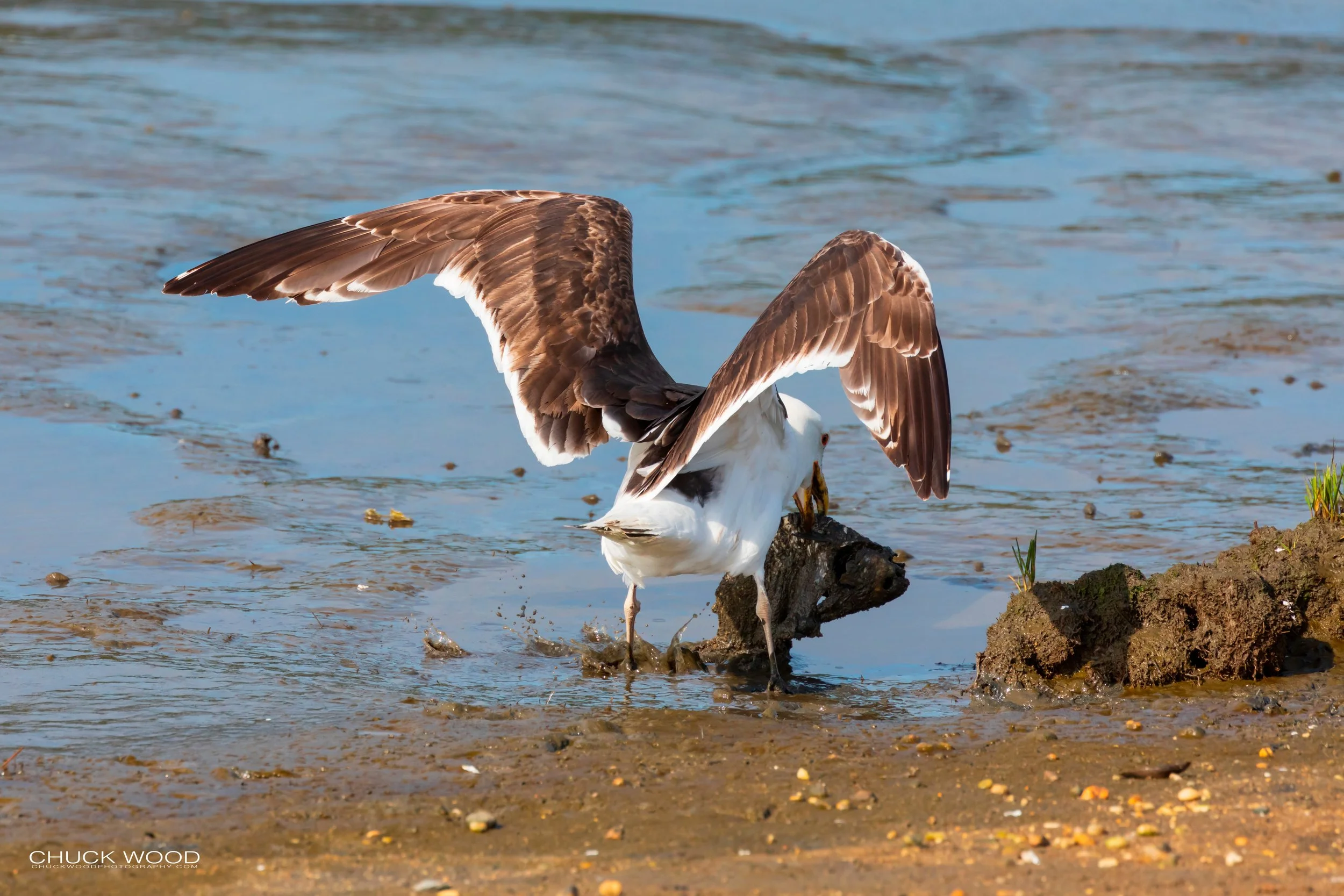  Forsythe NWR, NJ 2019 