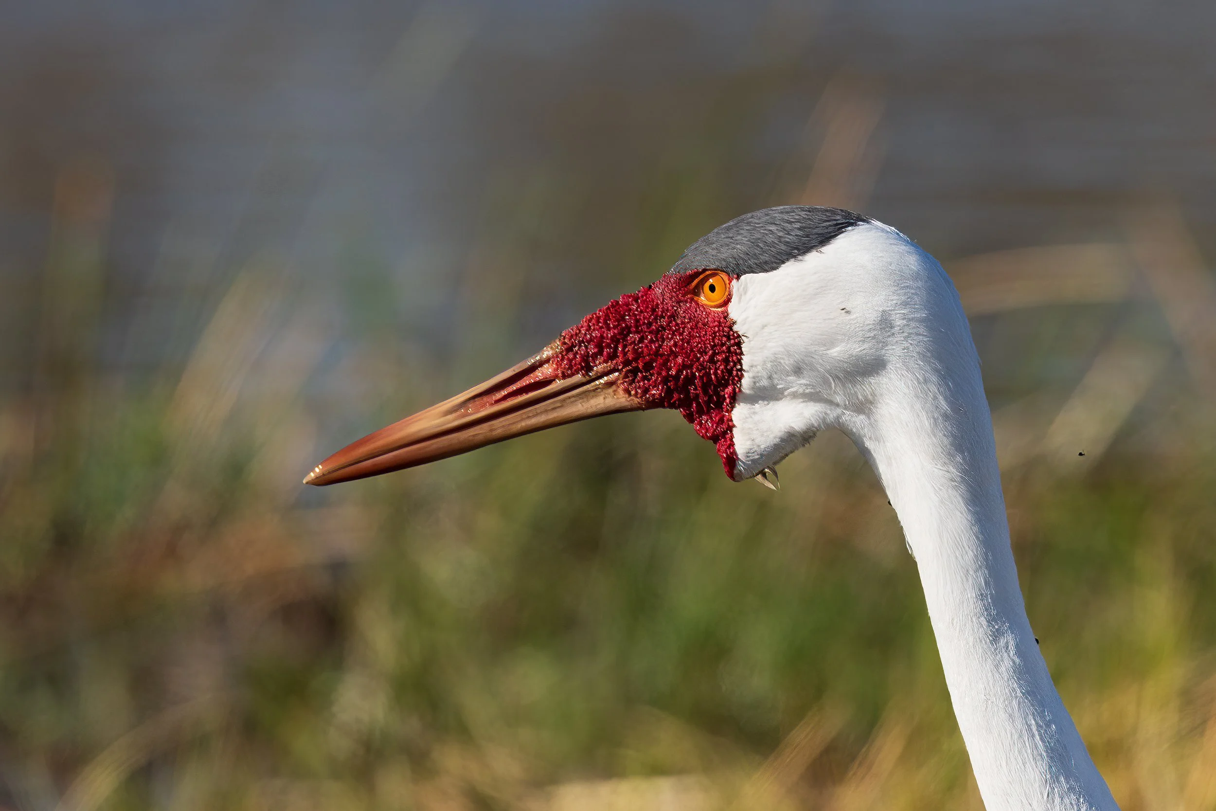 Moremi, Botswana 2023