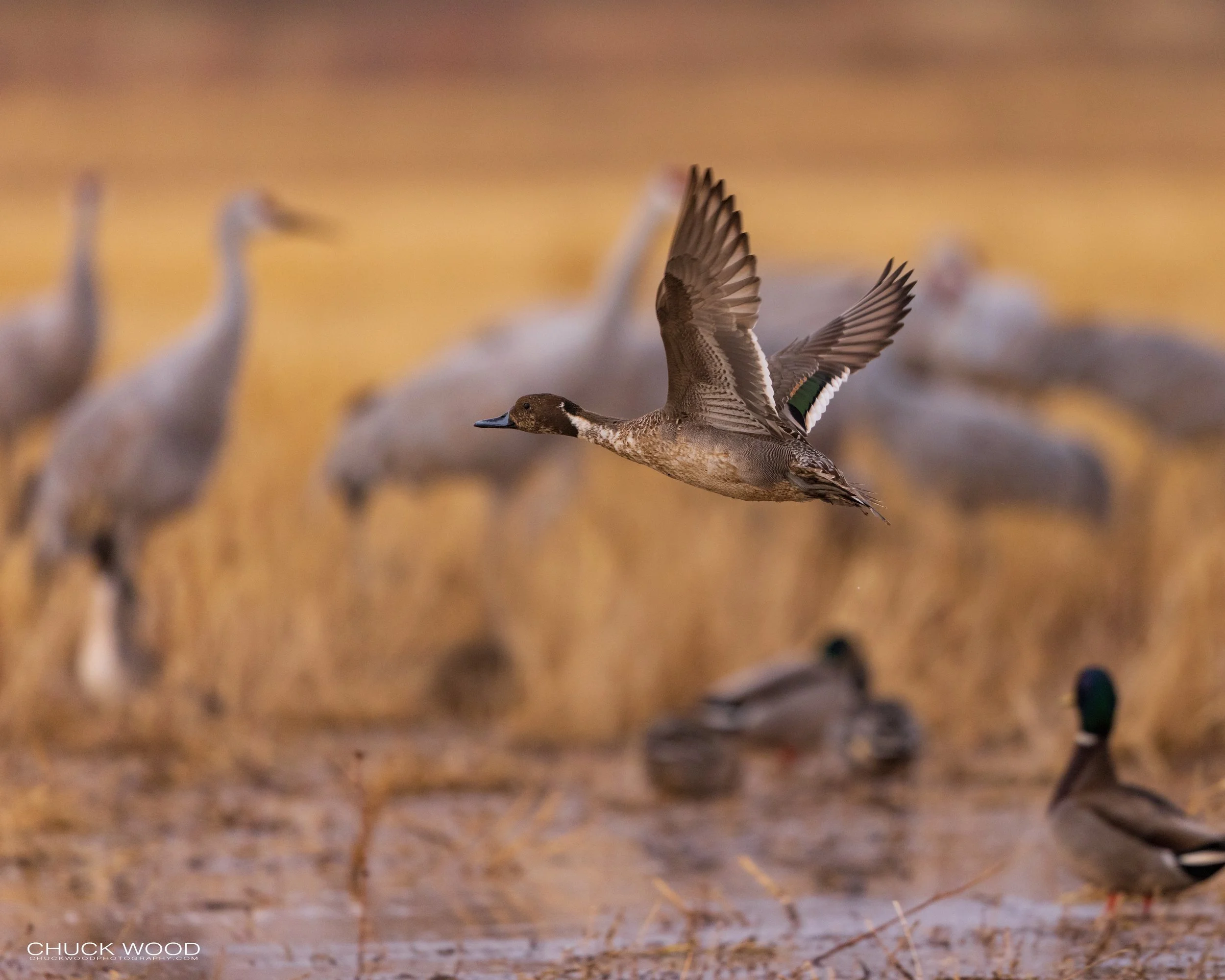  Bosque del Apache, NM 2021 