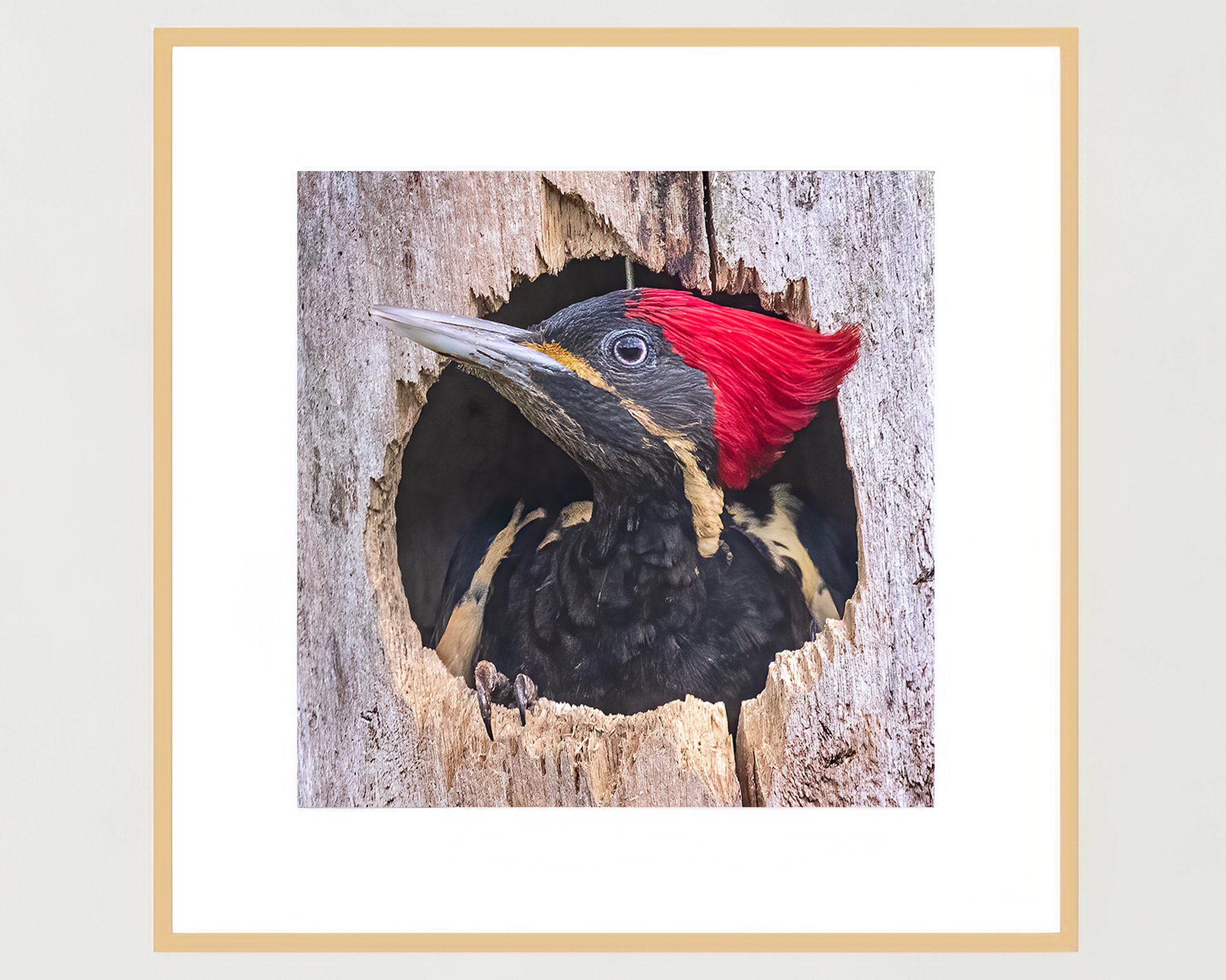 lineated-woodpecker-frame-maple-WB.jpg