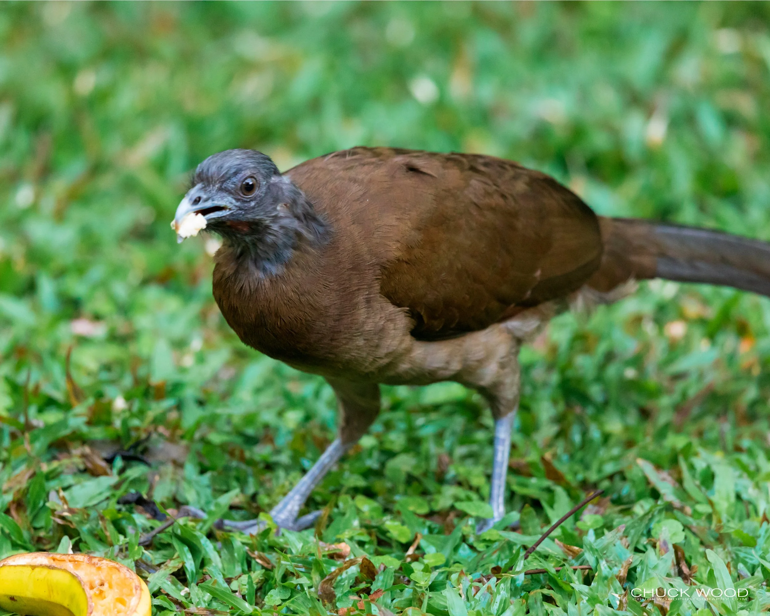  Rancho Naturalista, Costa Rica 2020 